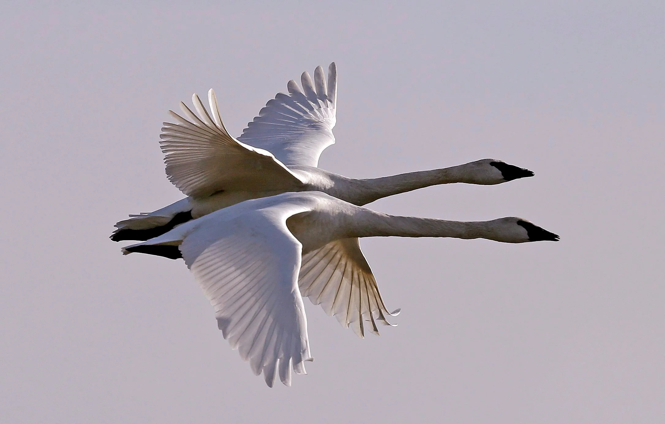 Trumpeter, Swans Wallpaper, 2180x1390 HD Desktop
