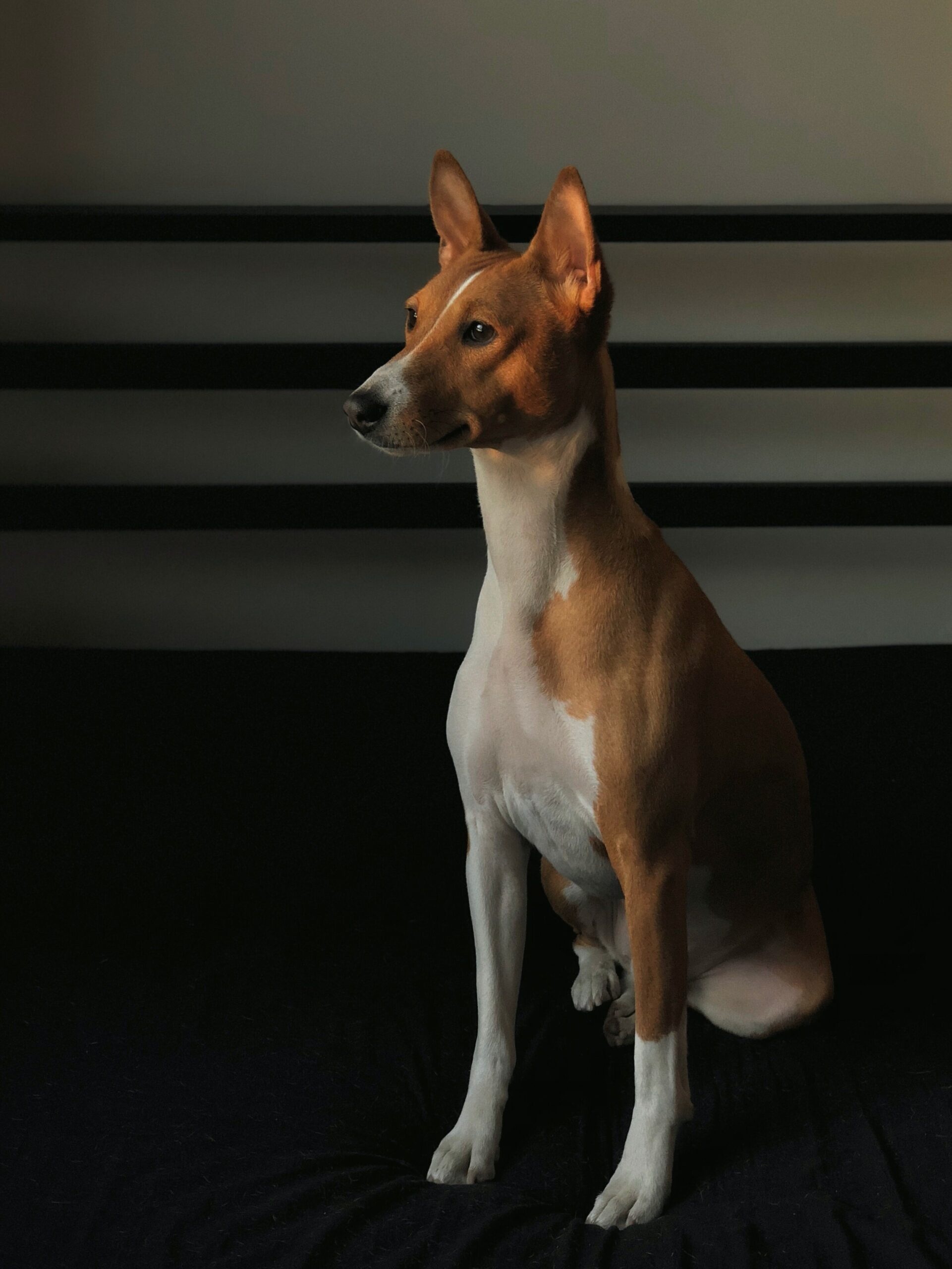 Basenji dog, Non-barking breed, Unique trait, Gosbi dog food, 1930x2560 HD Phone