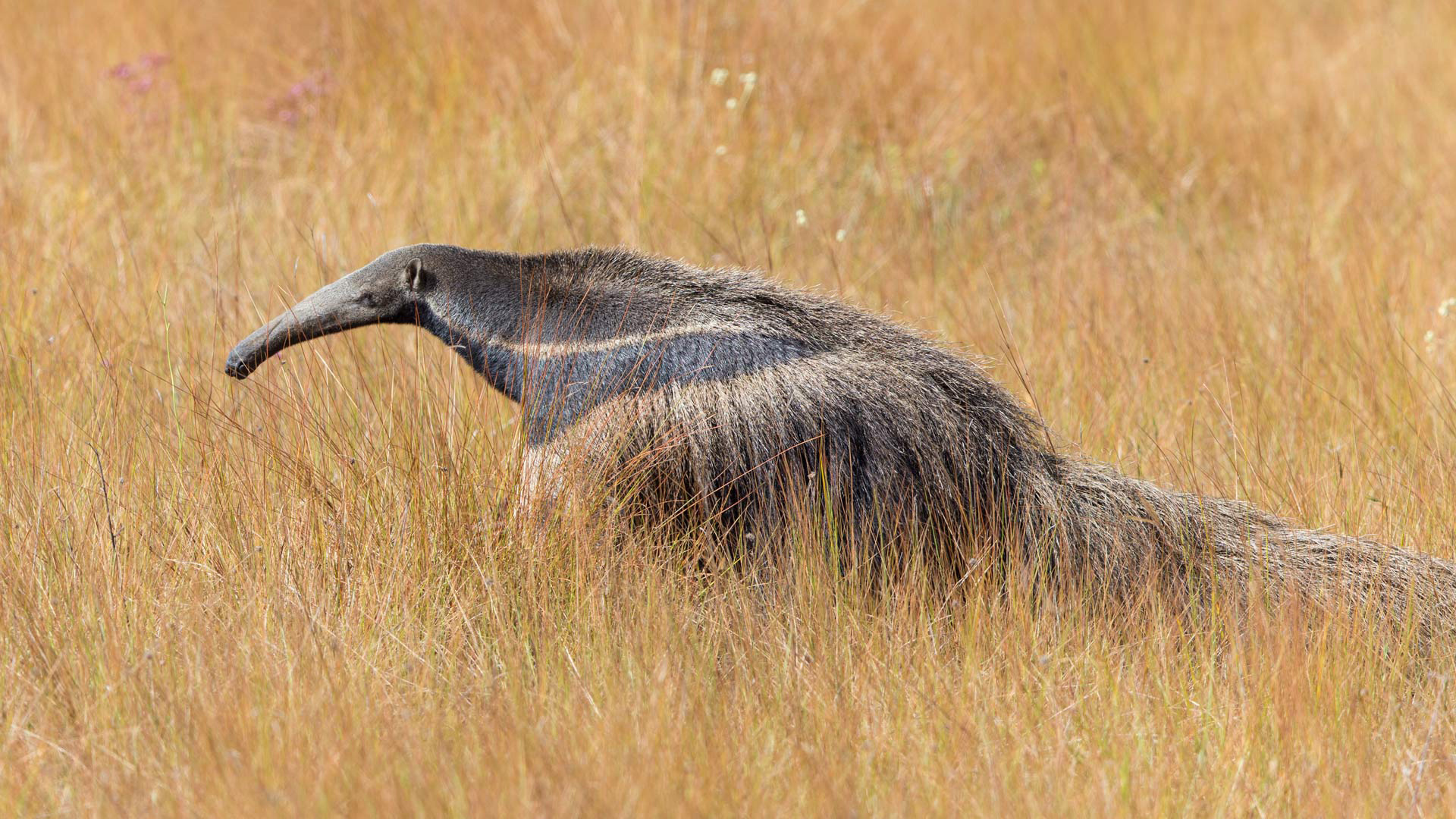 Wallpaper animals photo, Picture animals anteater, Anteater, Animals, 1920x1080 Full HD Desktop