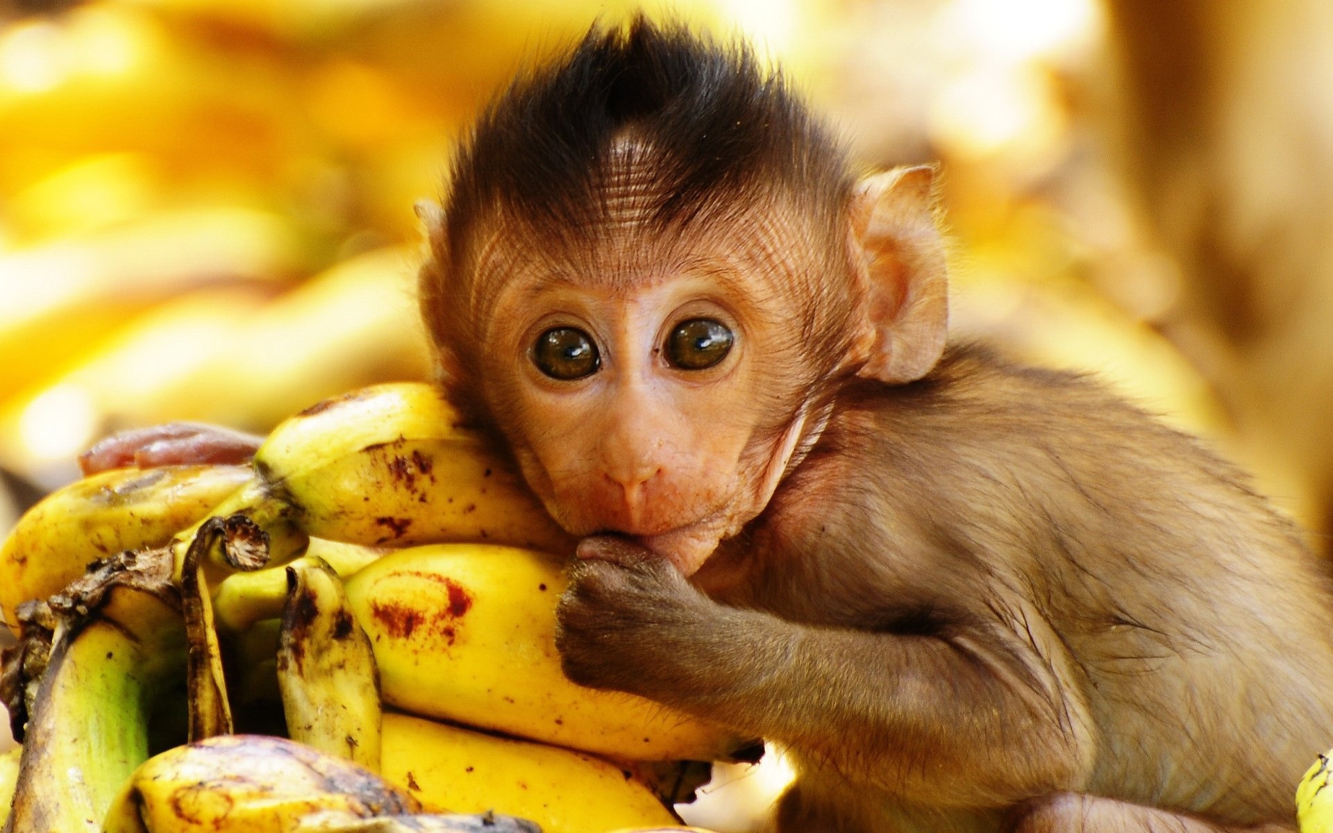 Awesome Monkey Art, HD PC Background, Monkey Mania, Visual Delight, 1920x1200 HD Desktop