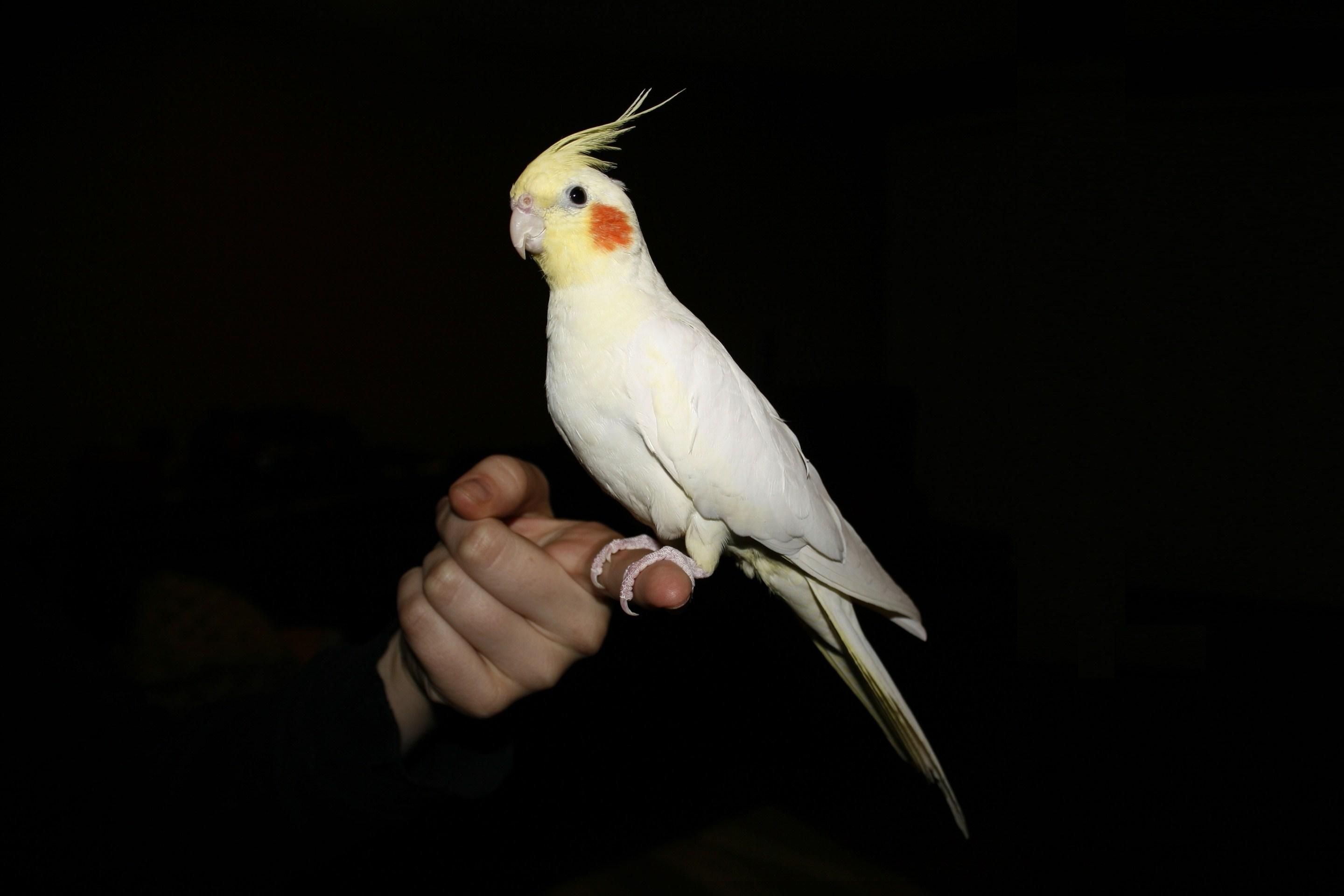 Cockatiel bird, Feathered friend, Bird species, Avian beauty, 2880x1920 HD Desktop