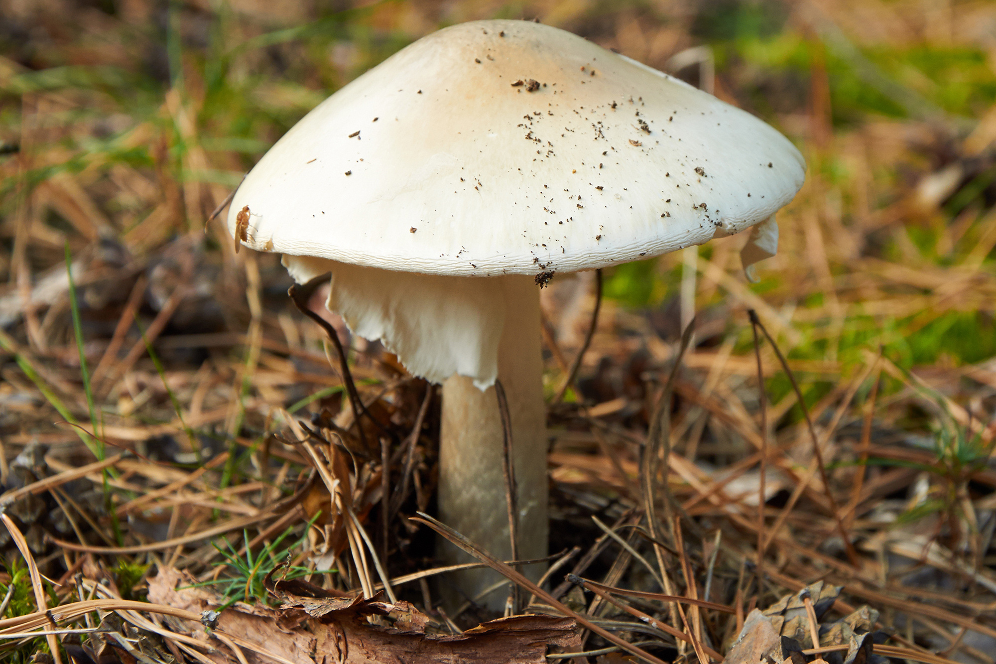 CDC warns, Deadly mushrooms, Poisonings surge, Public health concern, 2000x1340 HD Desktop