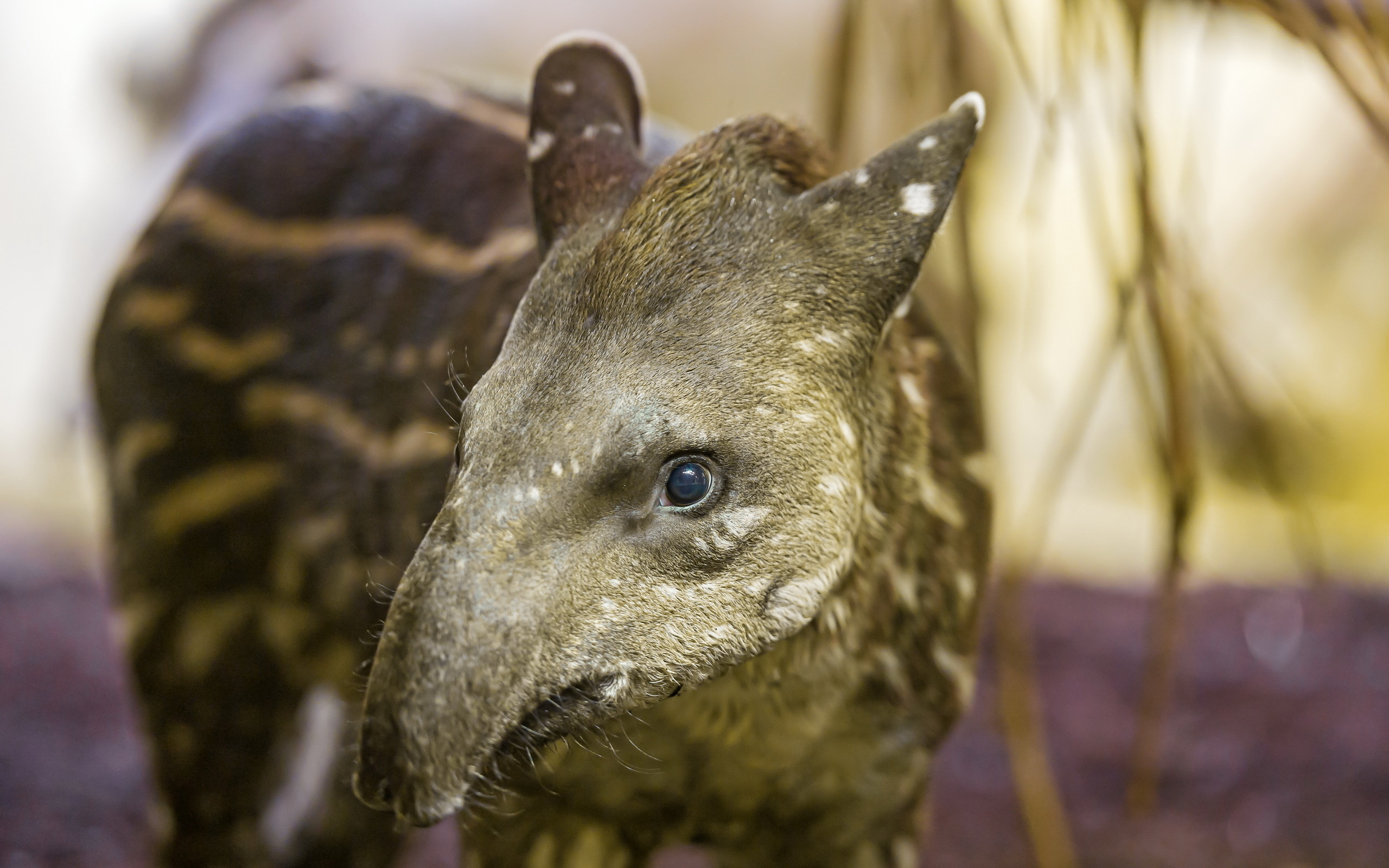 Tapir, HD wallpaper, Background image, Striking visuals, 2560x1600 HD Desktop