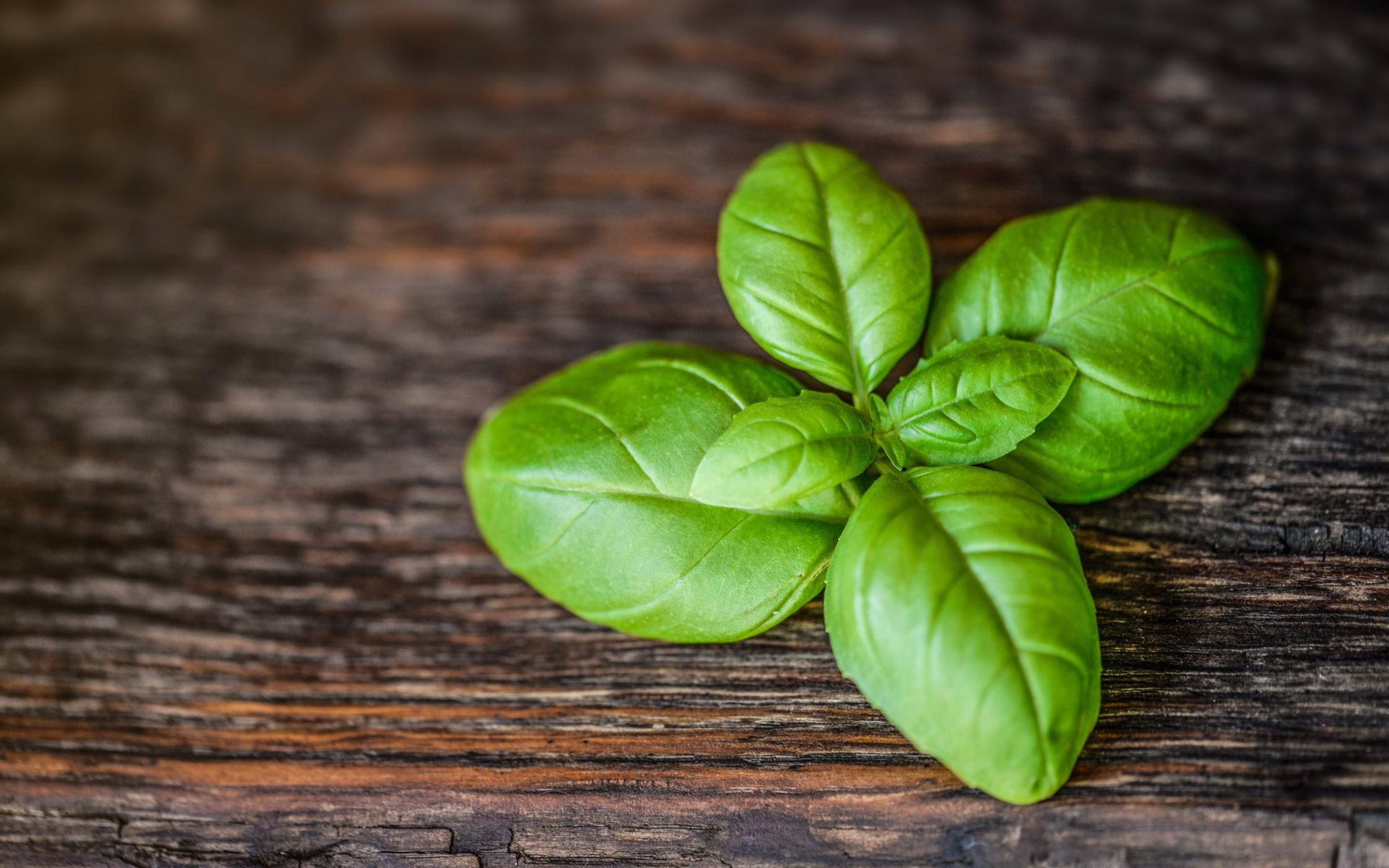 Growing happy basil, Natufia smart garden, Indoor gardening, Homegrown herbs, 2240x1400 HD Desktop