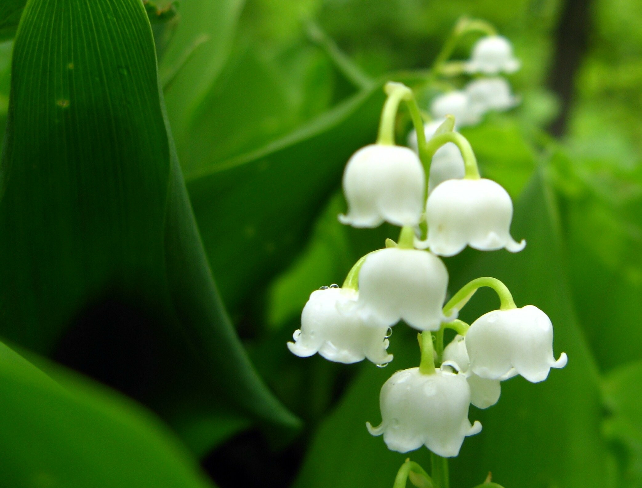 Picturesque nature scenes, Exquisite white blossoms, Macro photography, Botanical wonders, 2090x1590 HD Desktop