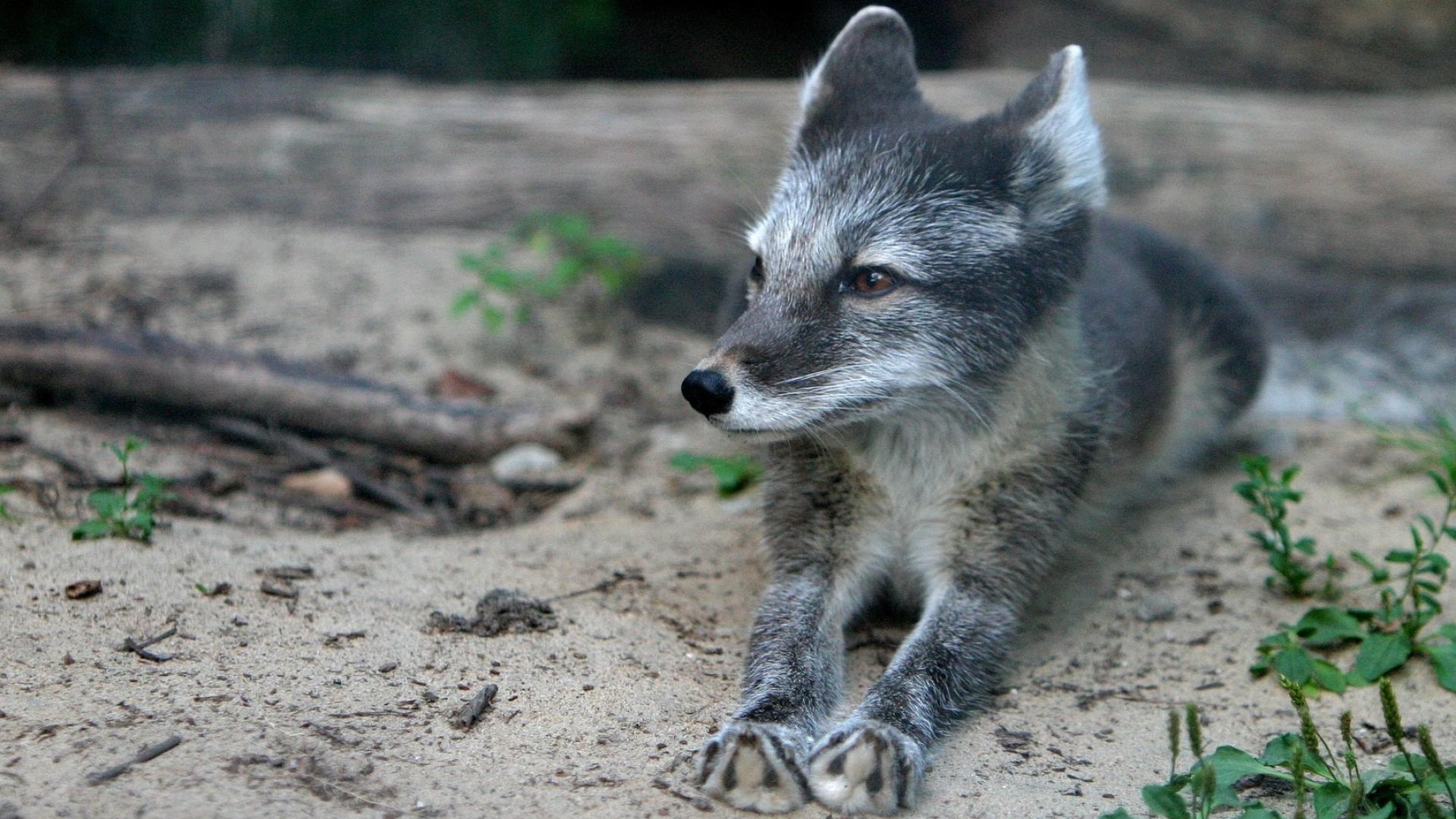 Gray Fox, Downloadable wallpaper, Metal Gear Gray Fox, Solid gray fur, 1920x1080 Full HD Desktop
