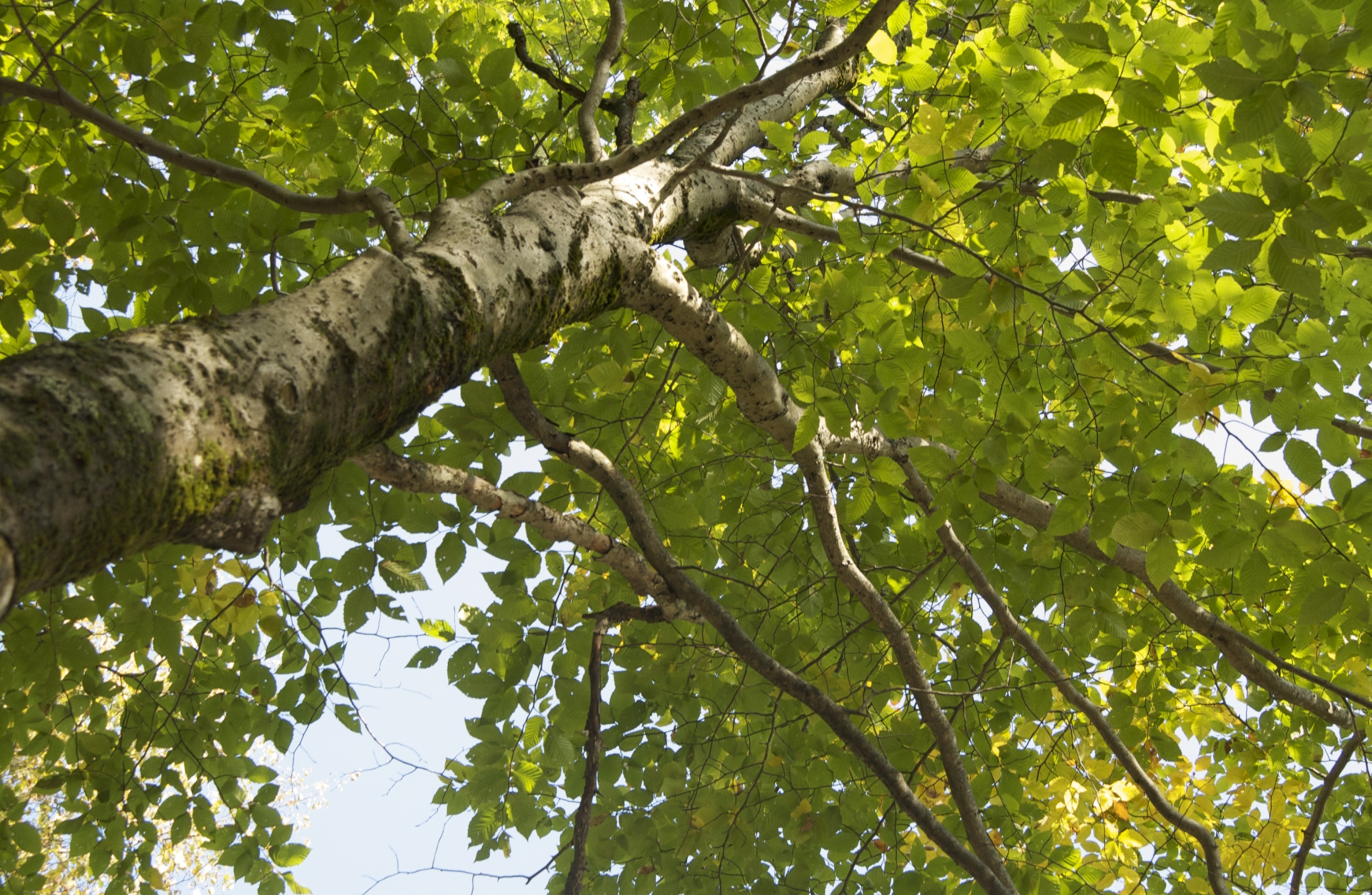 Warmer winters, Bad for beeches, UMaine research, Nature's struggle, 3010x1970 HD Desktop