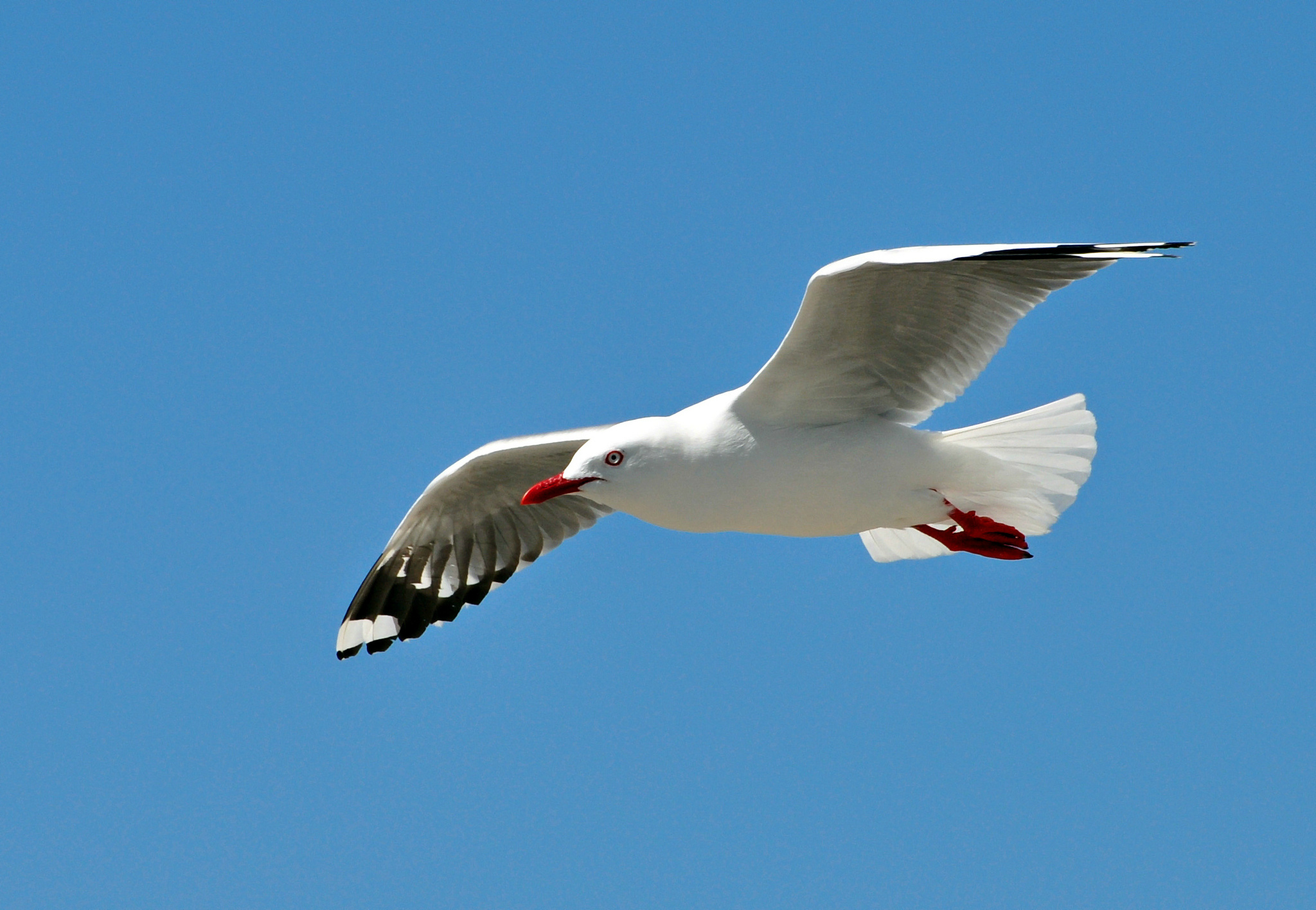 Seagull wallpapers, High-quality pictures, 4K visuals, Stunning backgrounds, 2050x1420 HD Desktop