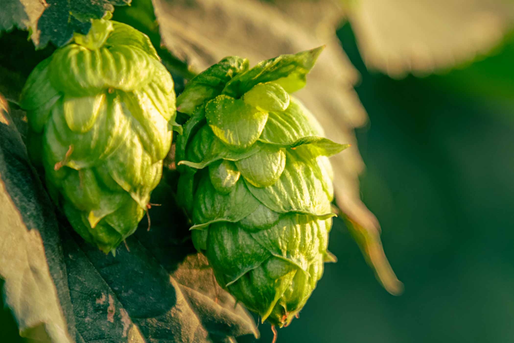 Hops of 2022, Craft beer flavor, Brewing trends, Essential ingredient, 2100x1400 HD Desktop