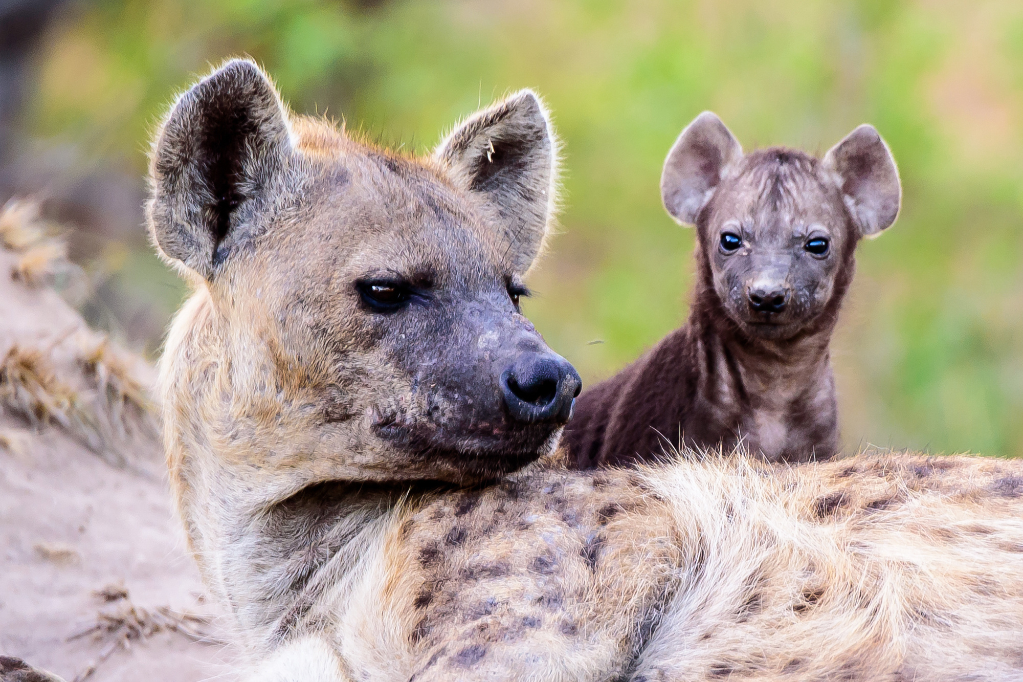 Hyena, Female hyena biology, Animal anatomy, Fascinating animal trivia, 2000x1340 HD Desktop