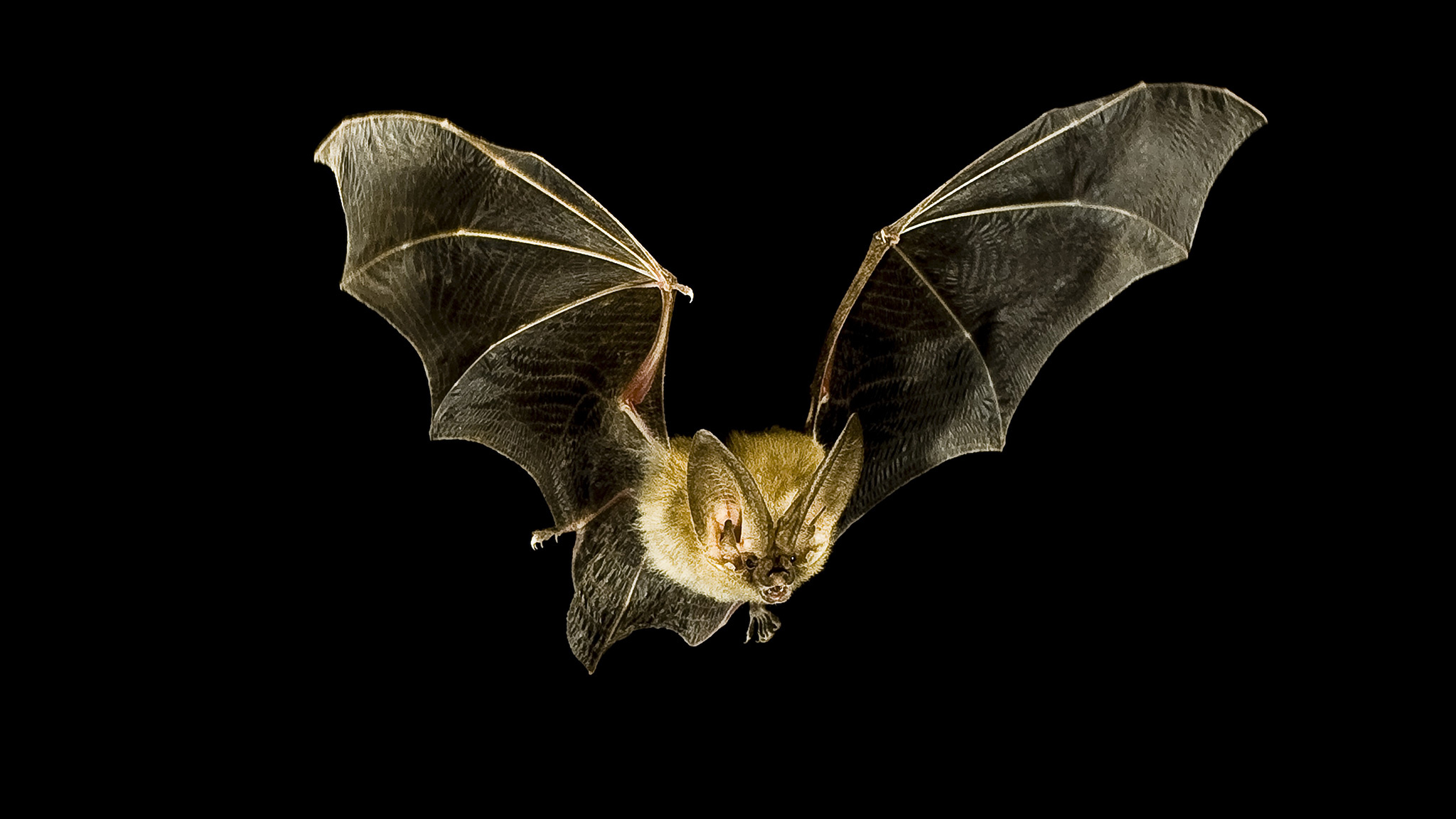 Ozark big-eared, Bats Wallpaper, 2050x1160 HD Desktop