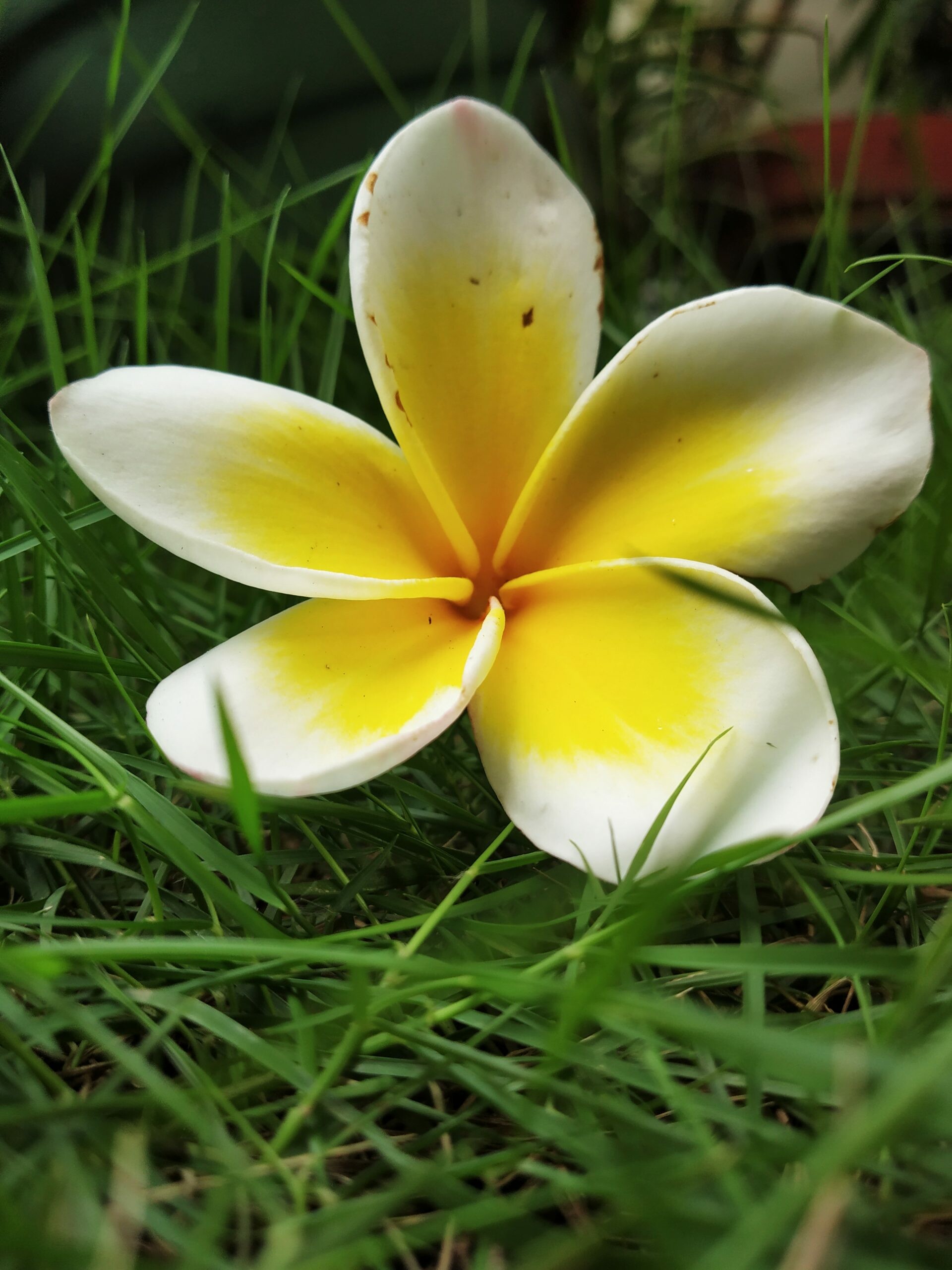 Plumeria flower image, Nature's free beauty, Captured artistry, Beautiful floral capture, 1920x2560 HD Phone