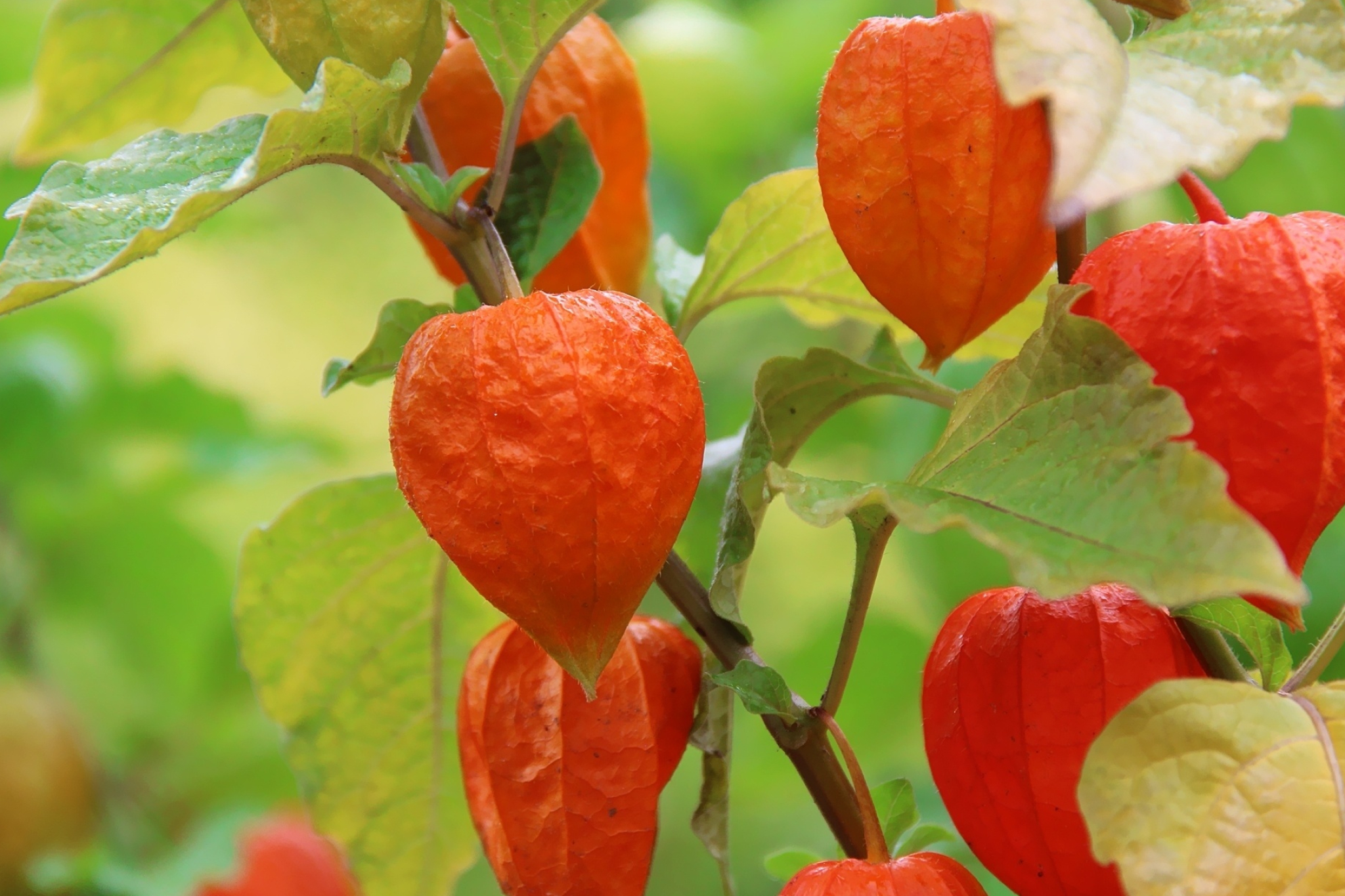 Physalis, Bloated appearance, Full HD wallpapers, Mesmerizing visuals, 2050x1370 HD Desktop