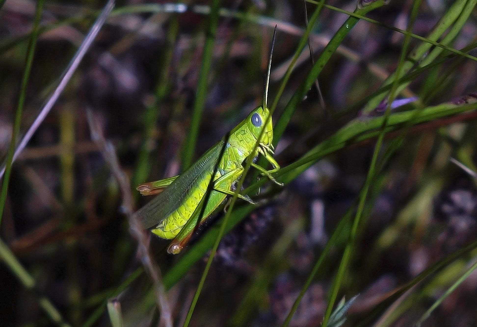 Nature, Wildlife, Animal, Invertebrate, 1950x1340 HD Desktop