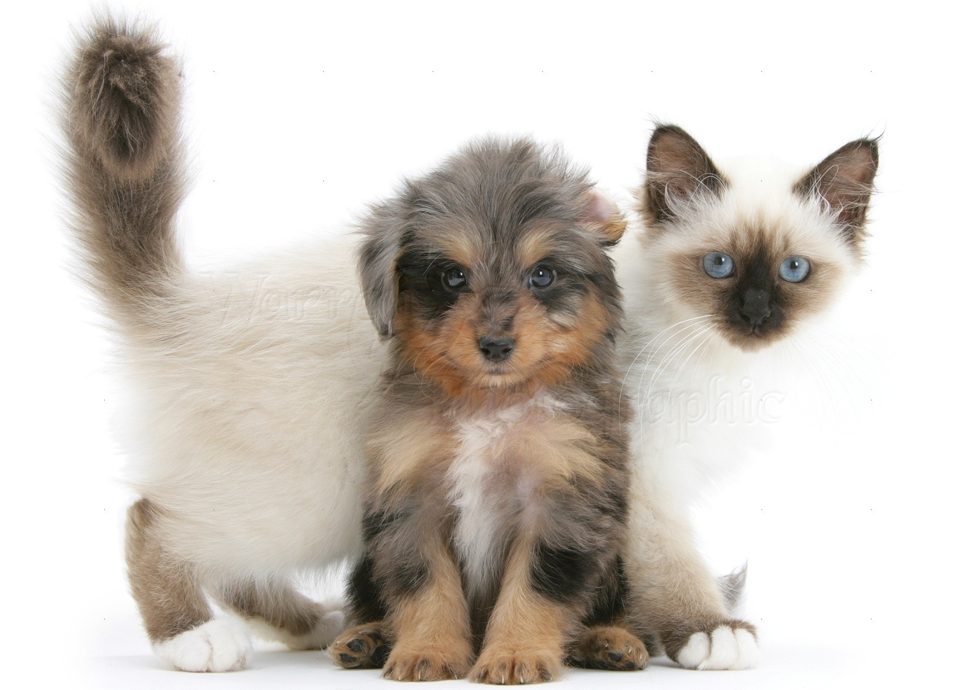 Poodle pup, Birman kitten, Pets sheltie x, Photo wp20324, 1980x1400 HD Desktop