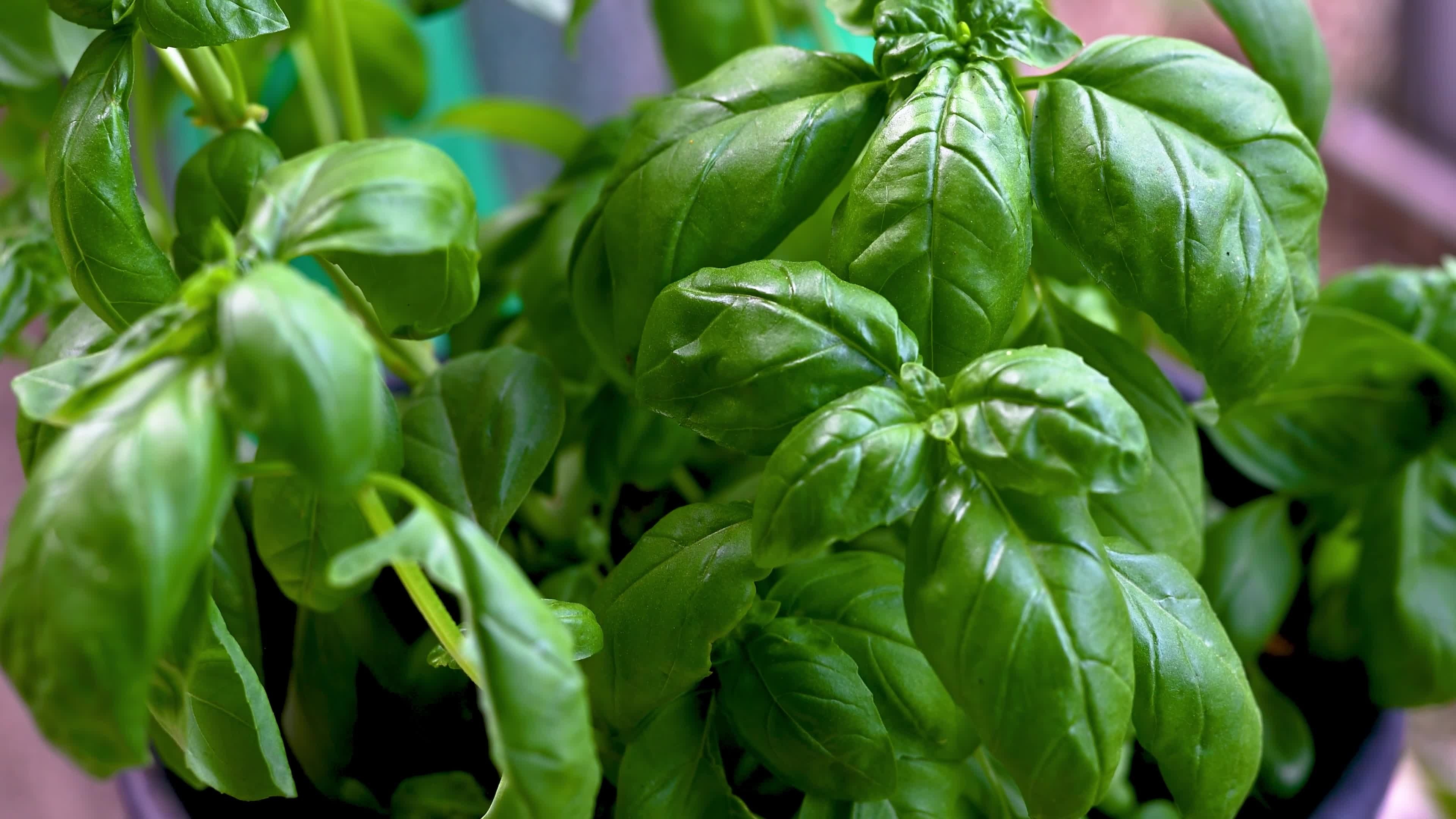 Basil as spice, Food seasoning, Stock video, Culinary preparation, 3840x2160 4K Desktop