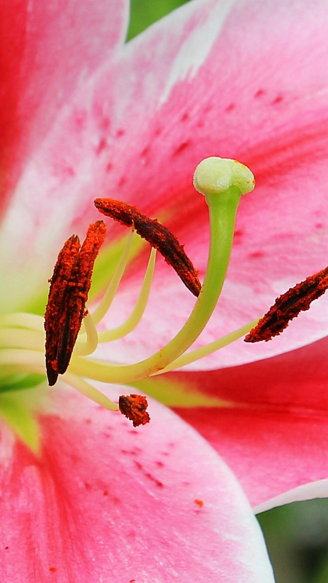 Lily wallpaper, Floral art, High quality, Nature, 1080x1920 Full HD Phone