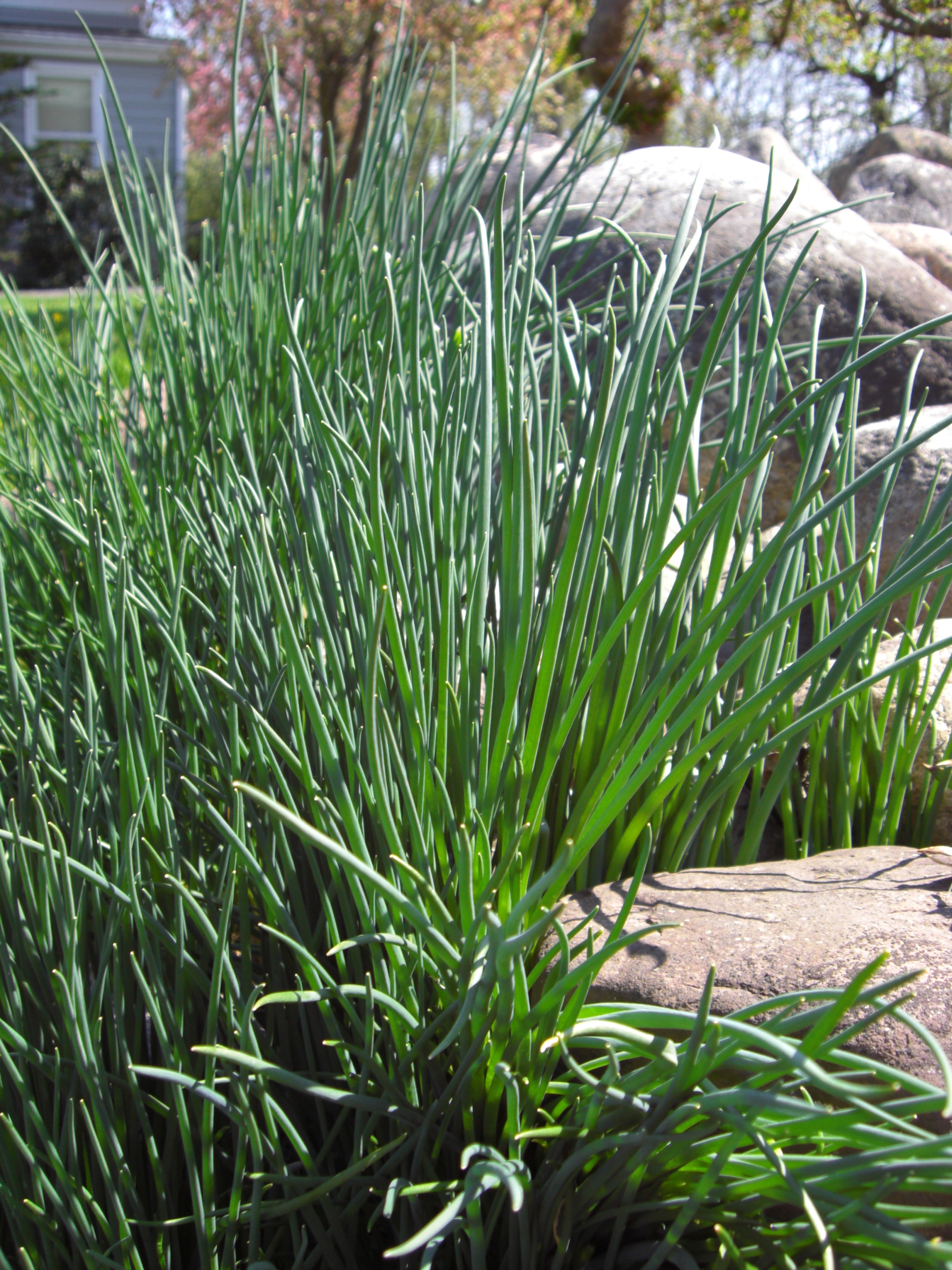 April 2008, Culinary herb, Food, Growing chives, 2120x2820 HD Phone