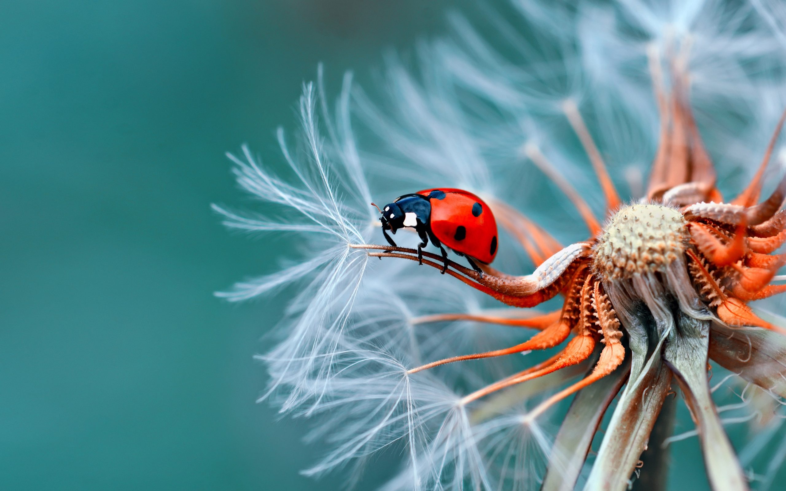 Ladybugs, Insects Wallpaper, 2560x1600 HD Desktop