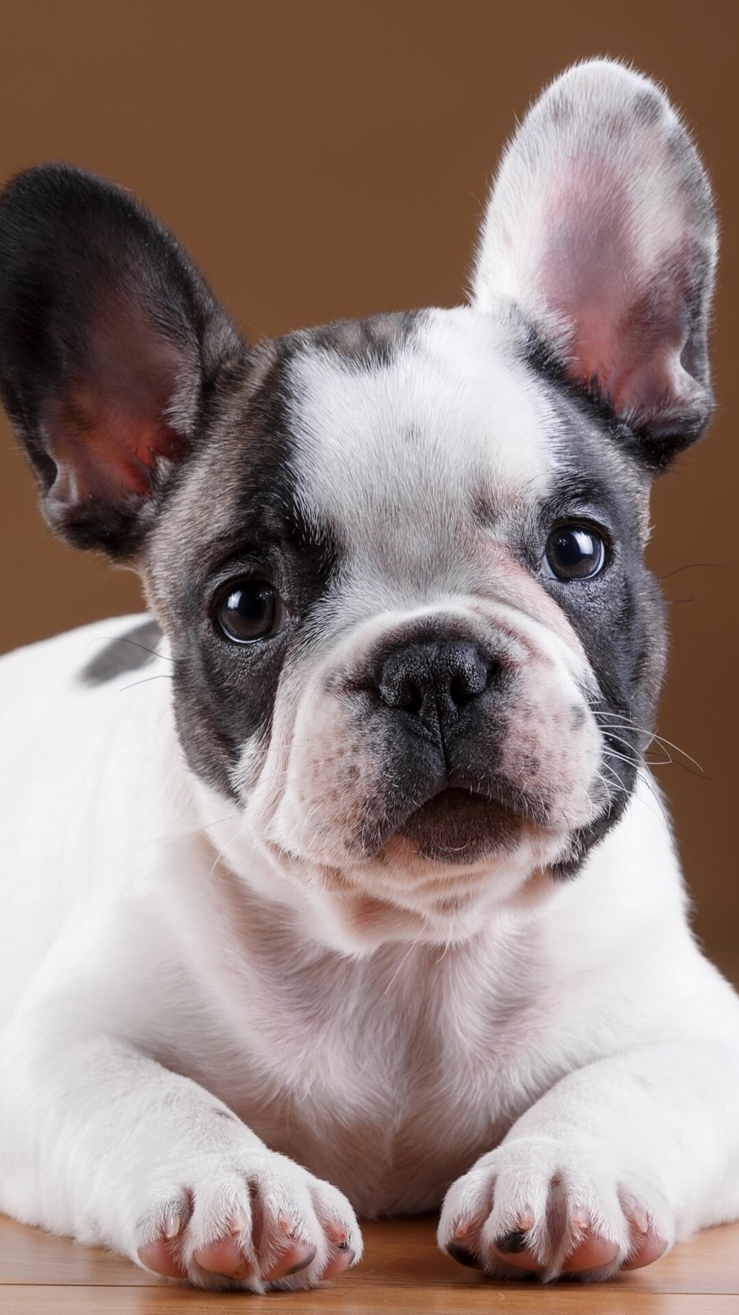 French Bulldog, Dog muzzle, Mobile wallpaper, Animal photography, 1080x1920 Full HD Phone