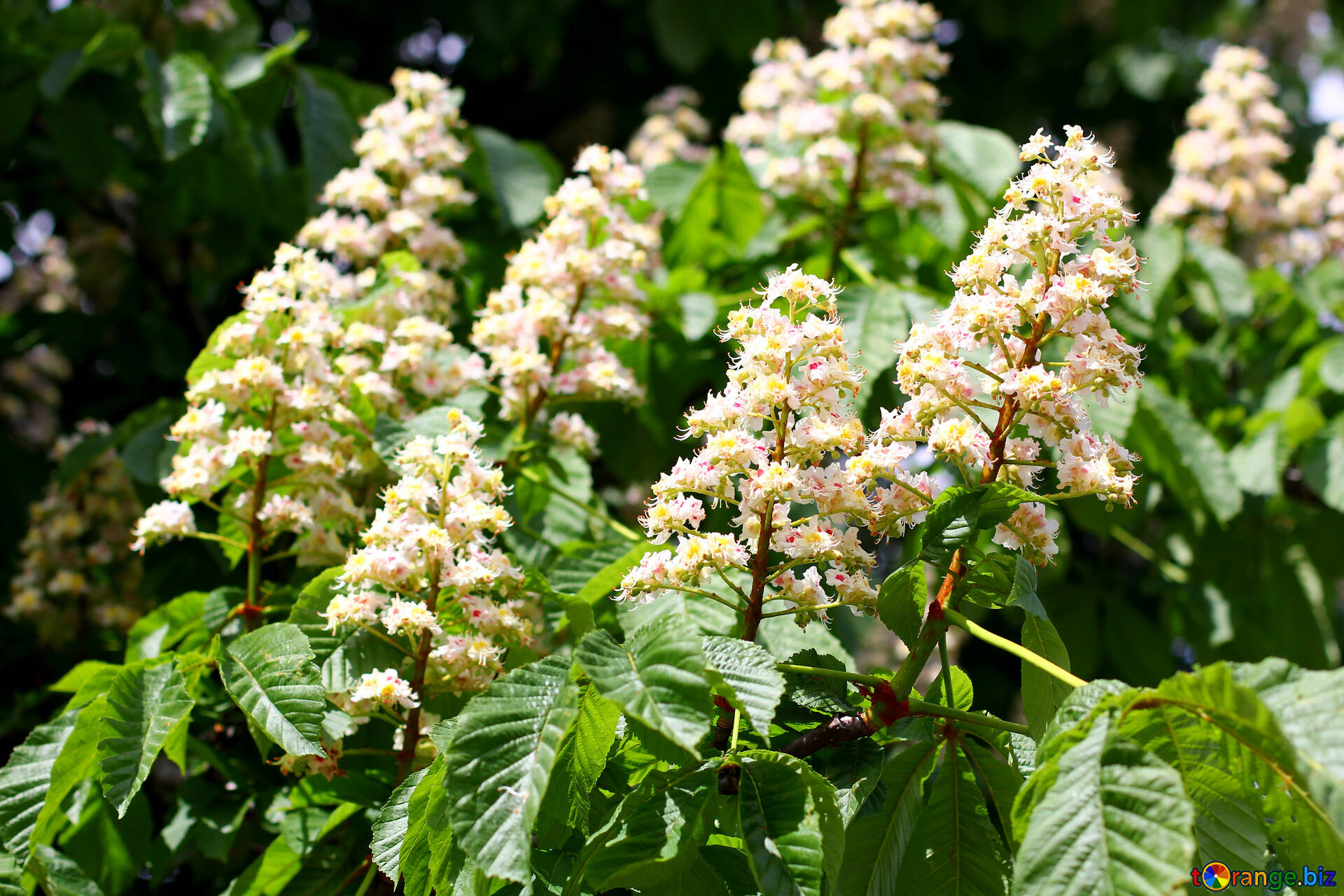 Chestnut tree, Horse chestnut flowers, Beautiful flowers, Rose flower, 1920x1280 HD Desktop