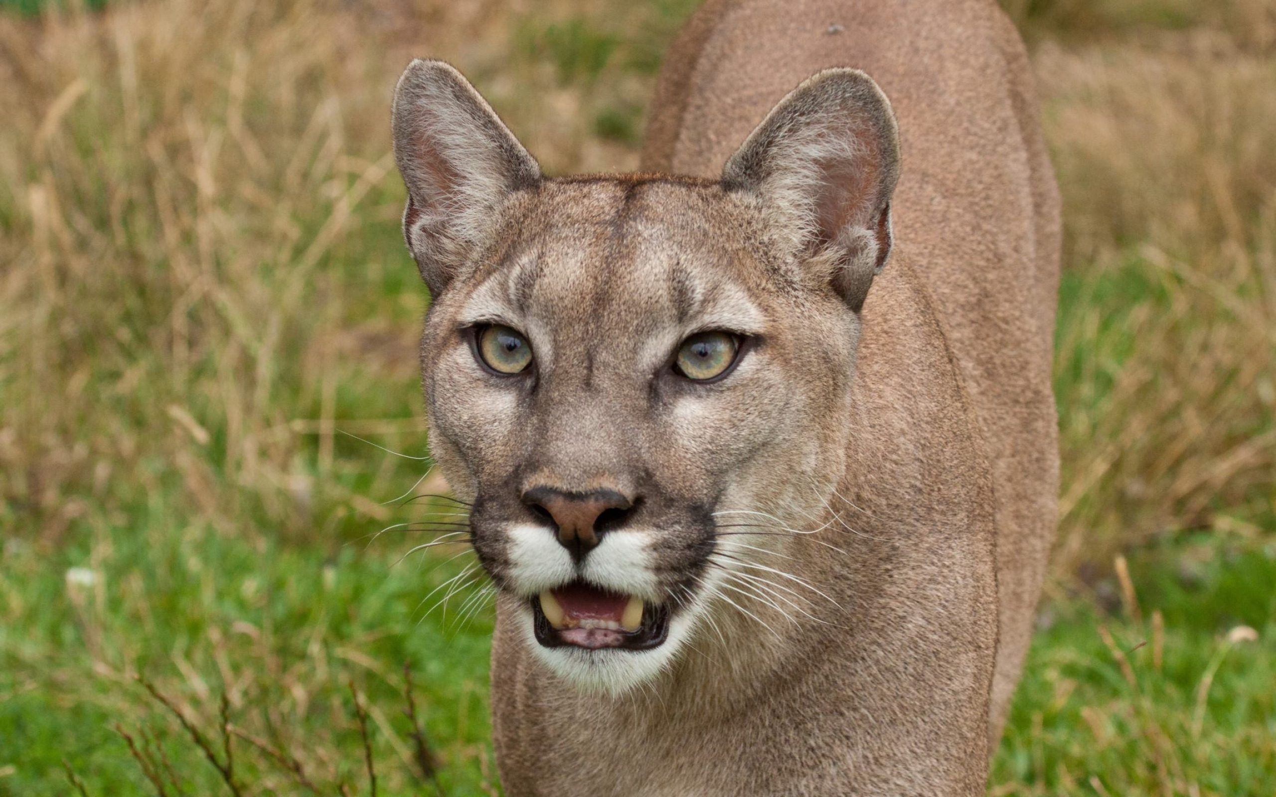 Cougar, Striking wallpaper, Exquisite details, Wildlife enthusiasts, 2560x1600 HD Desktop