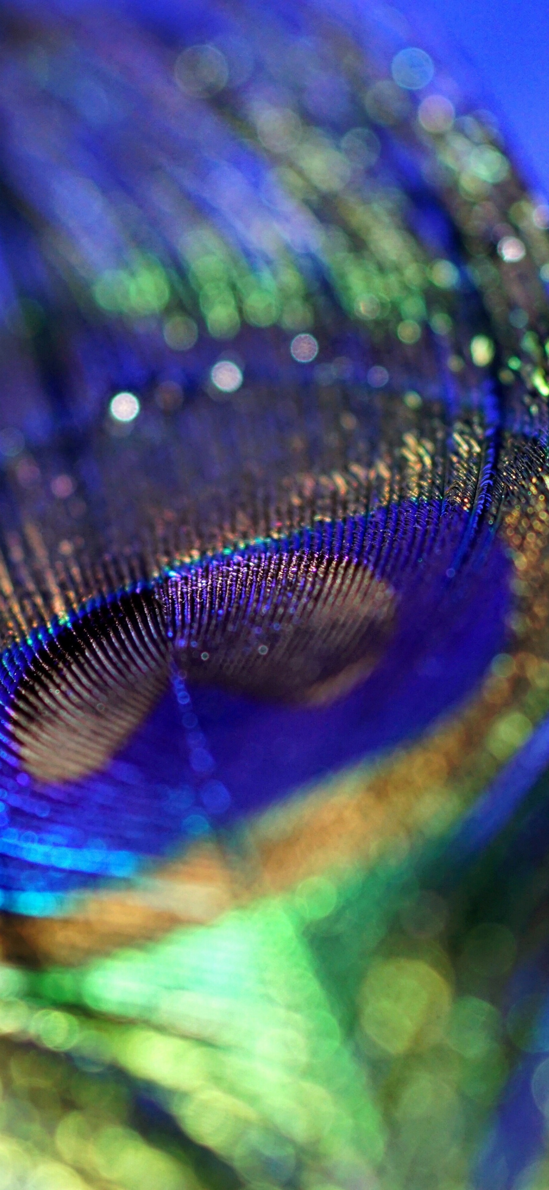 Macro peacock feather, Iridescent feather barbules, Shimmering blue bokeh, HD Phone wallpaper