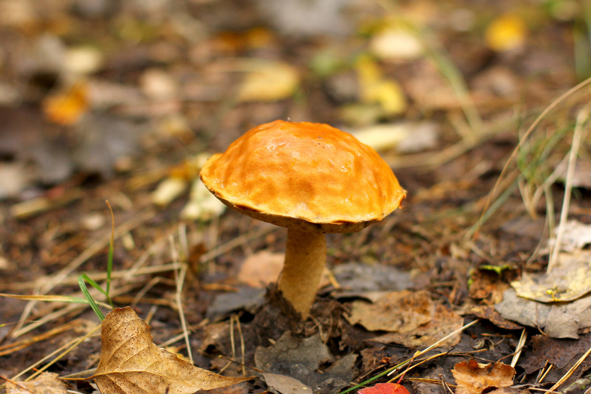 Mushroom in a grass, fall forest leaves, 1920x1280 HD Desktop