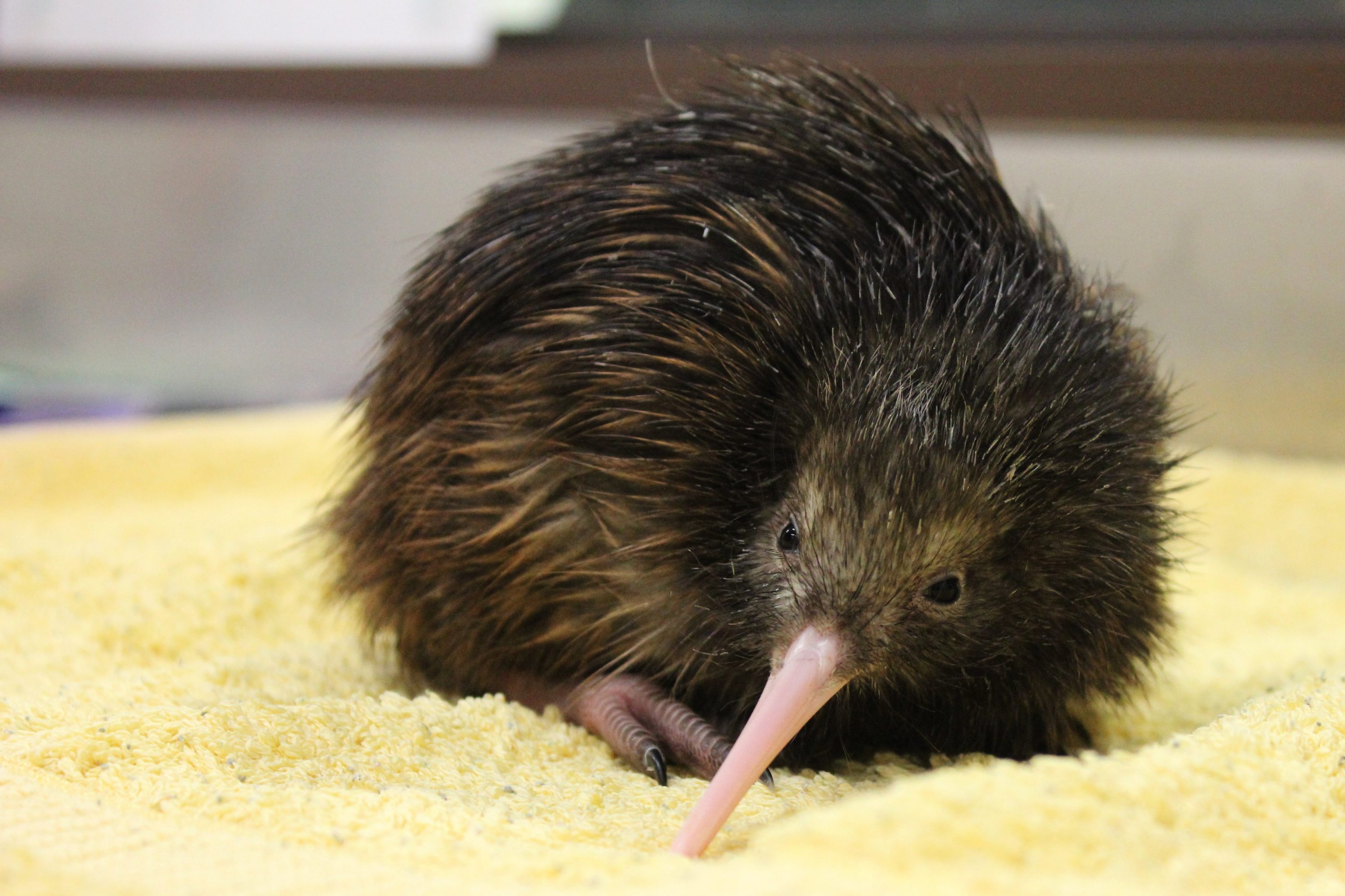 Inside a kiwi nursery, Pkaha National Wildlife Centre, 3000x2000 HD Desktop