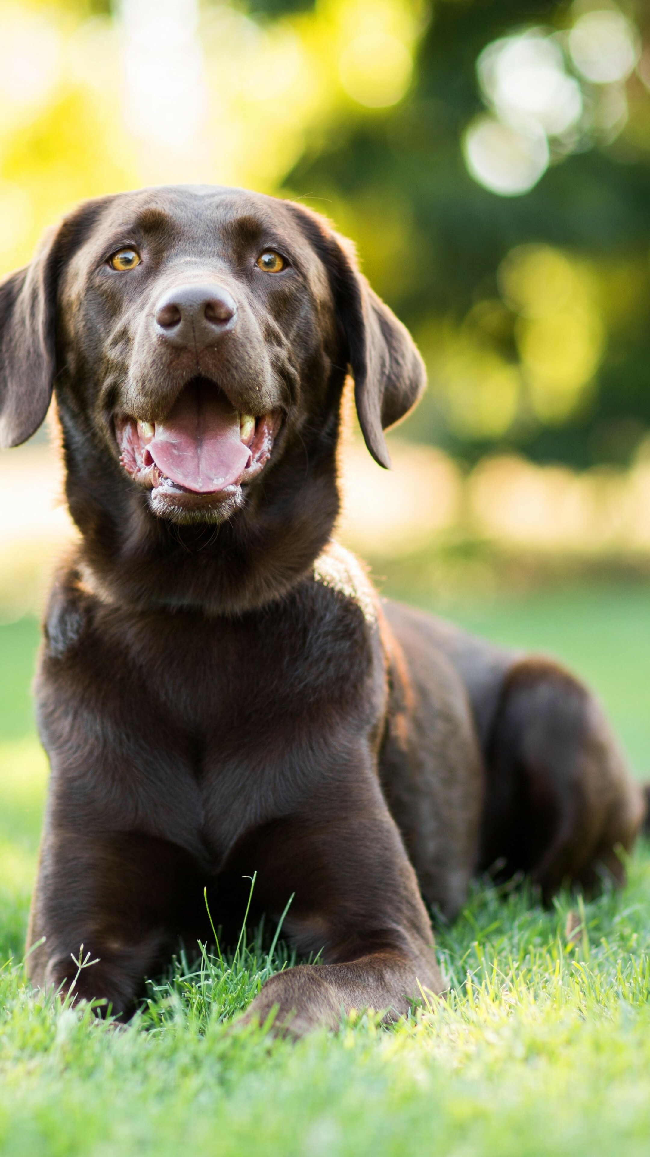 Labrador Retriever, 4K animals wallpaper, Striking Labrador, Mesmerizing gaze, 2160x3840 4K Phone