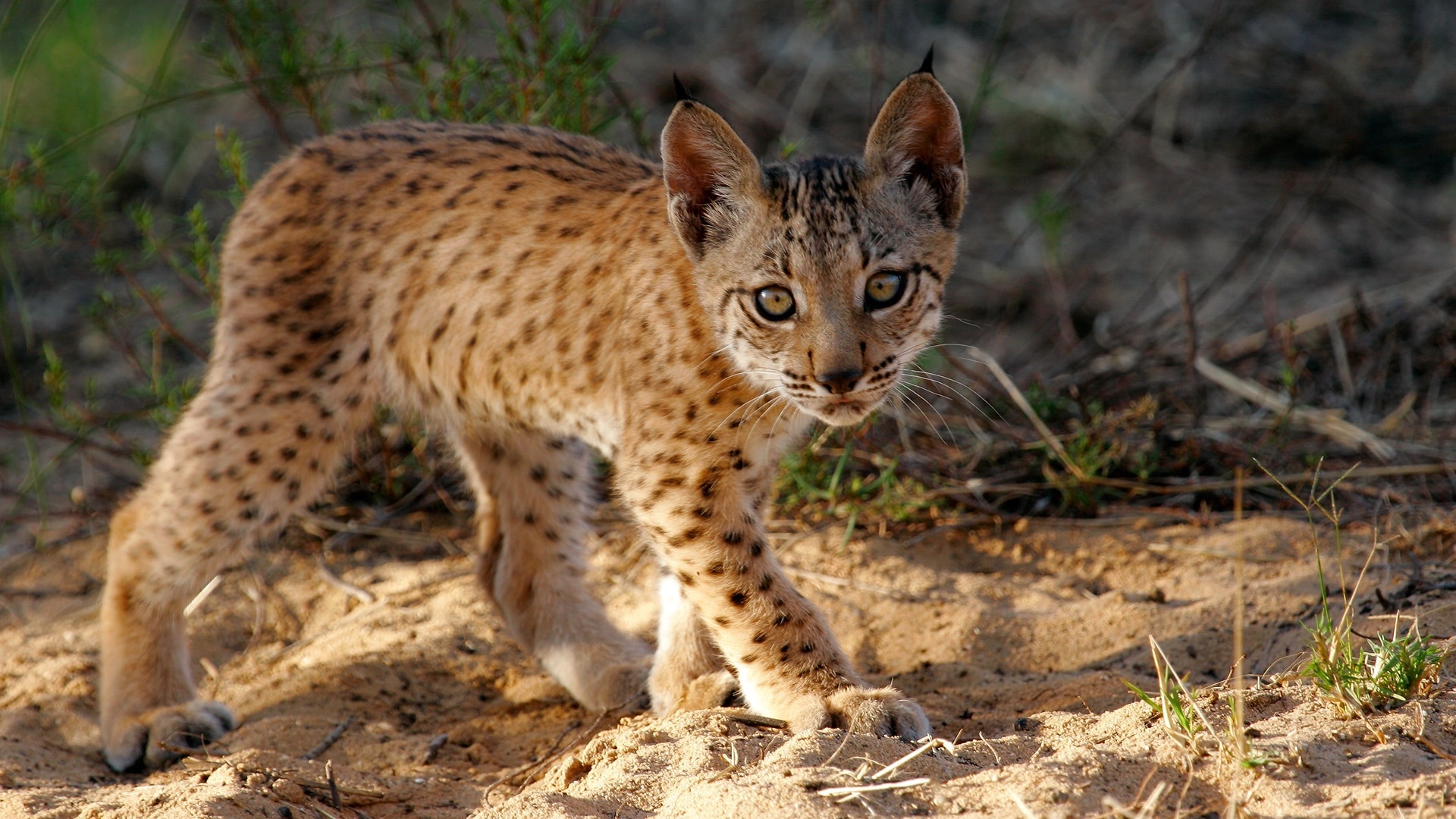 Red Lynx, WWF, Iberian Lynx, Animals, 1920x1080 Full HD Desktop