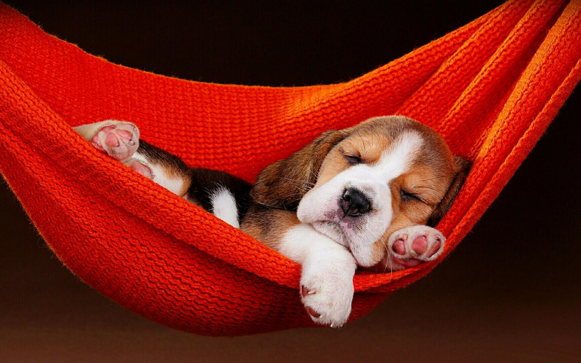 Dog, sleepy puppy, cozy hammock, peaceful, 1920x1200 HD Desktop