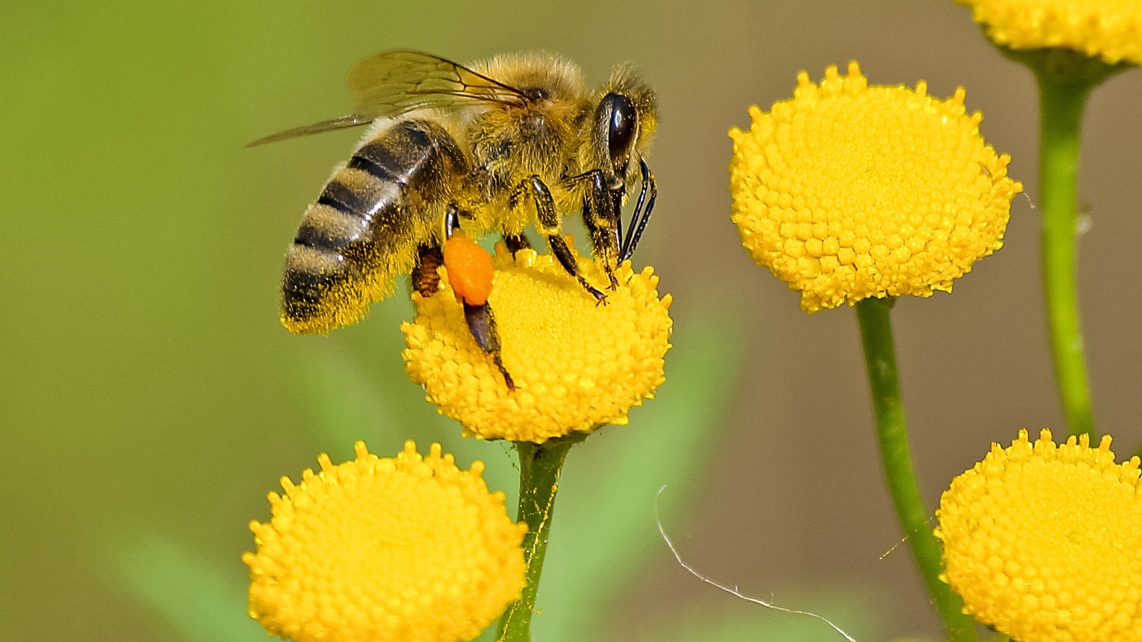 Bees in flight, Nature's workforce, Busy hive, Floral background, 3840x2160 4K Desktop