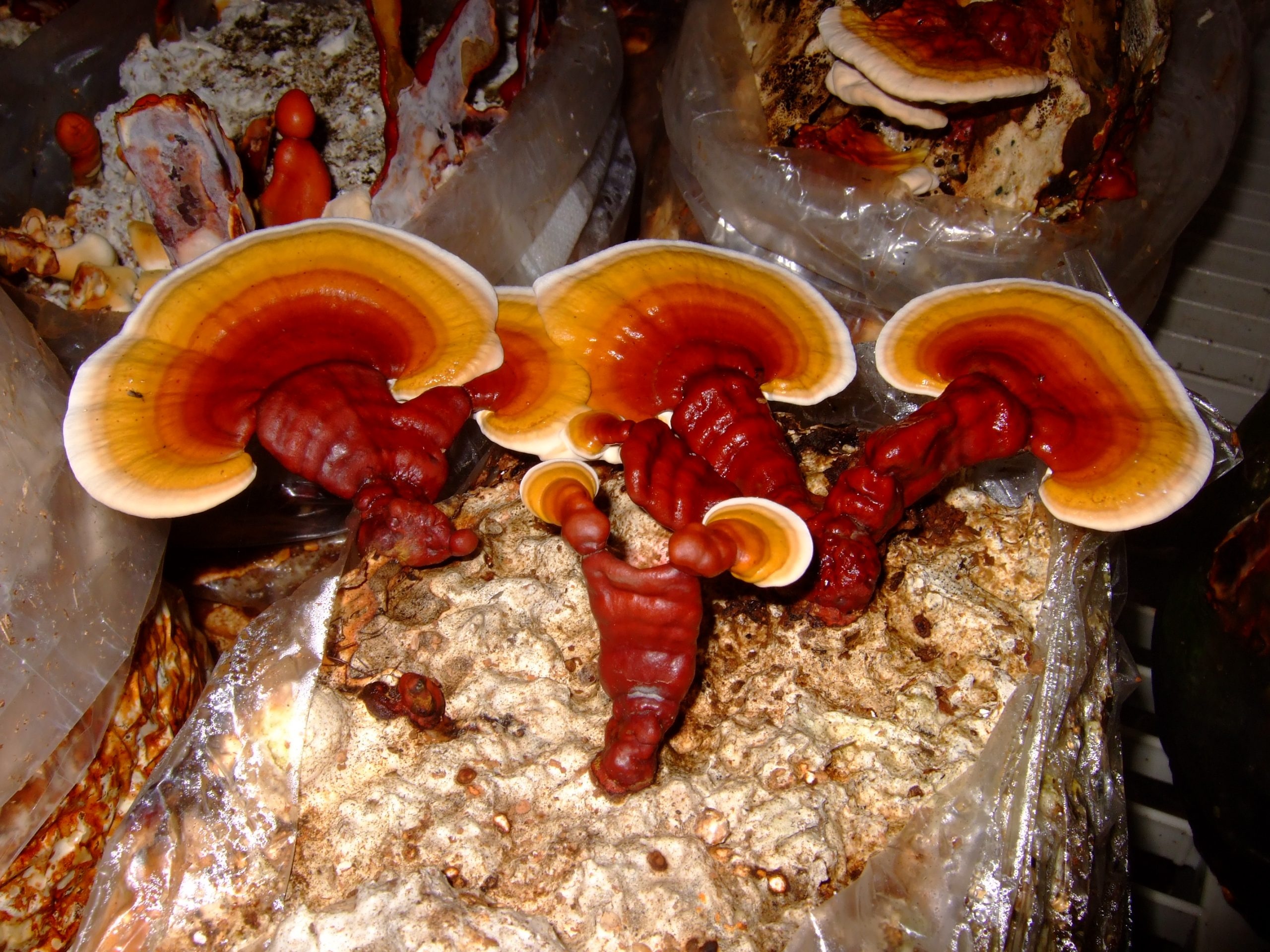 Reishi ganoderma lucidum, Mushroom benefits, Terra TCM, Wellbeing, 2560x1920 HD Desktop