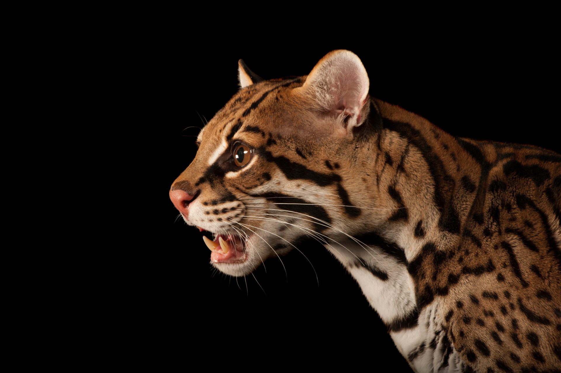 Ocelot, Joel Sartore, Capturing wildlife, Stunning photography, 1920x1280 HD Desktop