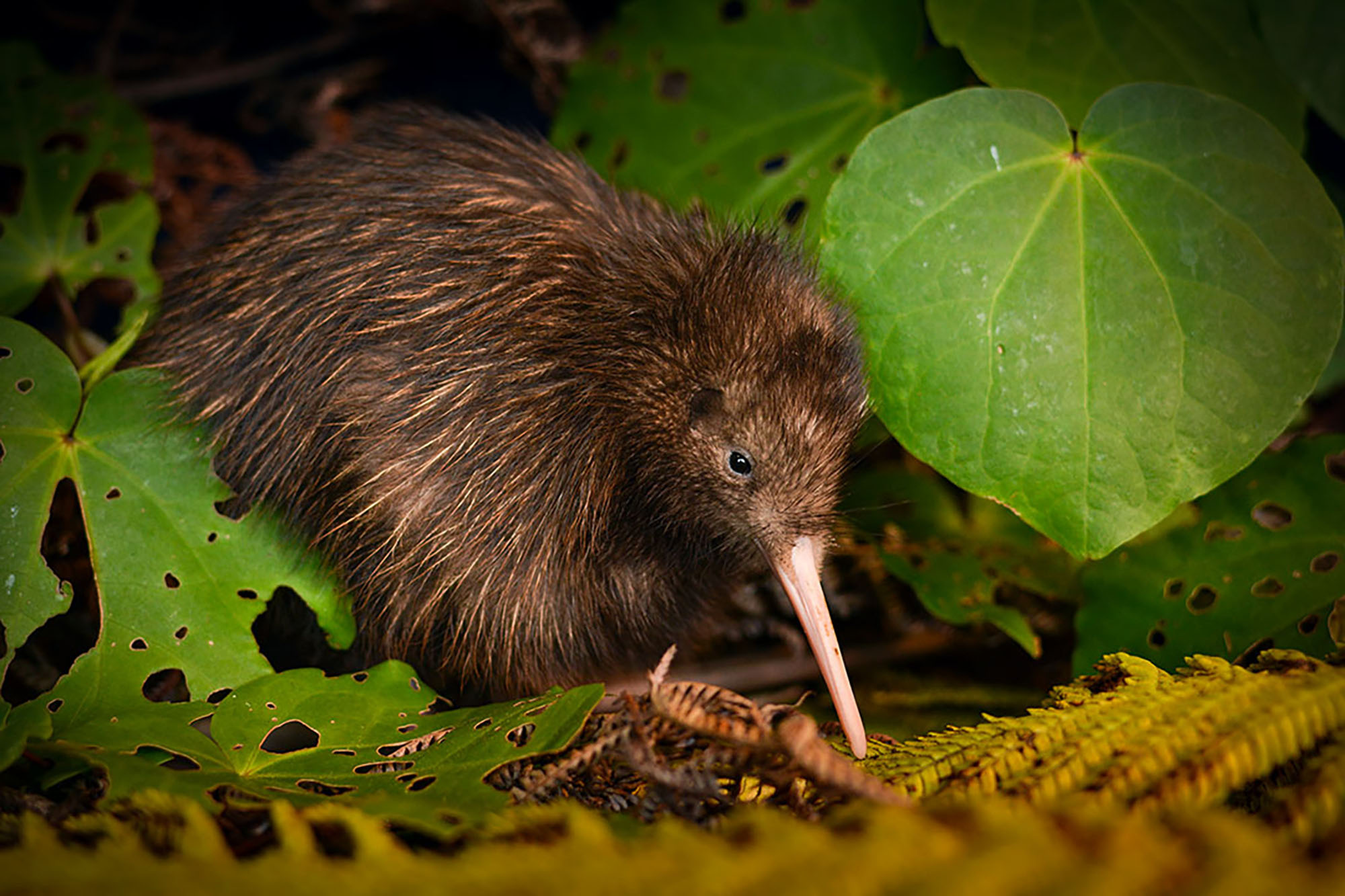 Kiwi Bird Wallpapers 22 Images WallpaperCat