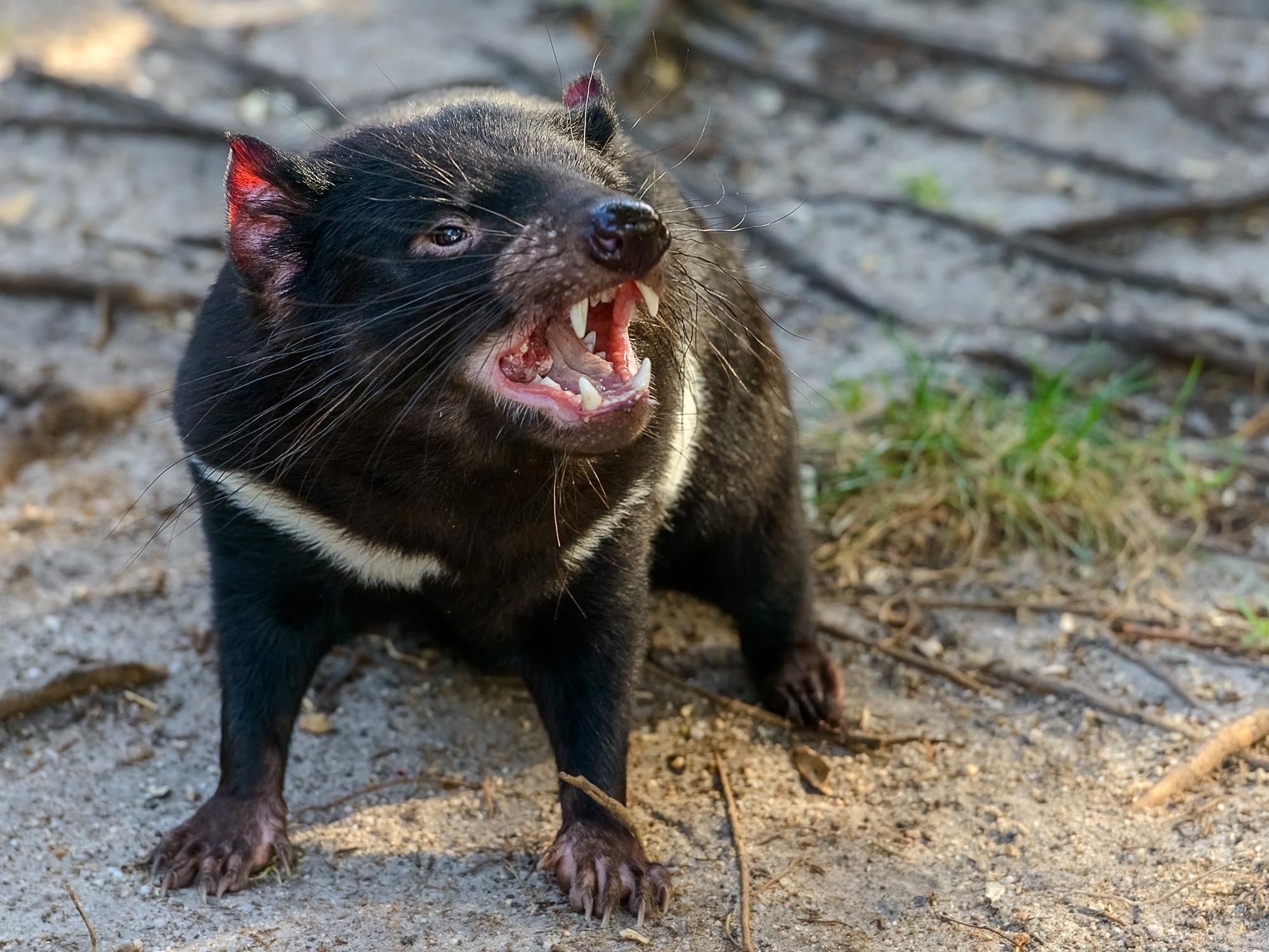 Puzzled scientists, Tasmanian devils, Laws of scavenging, Curious, 2000x1500 HD Desktop