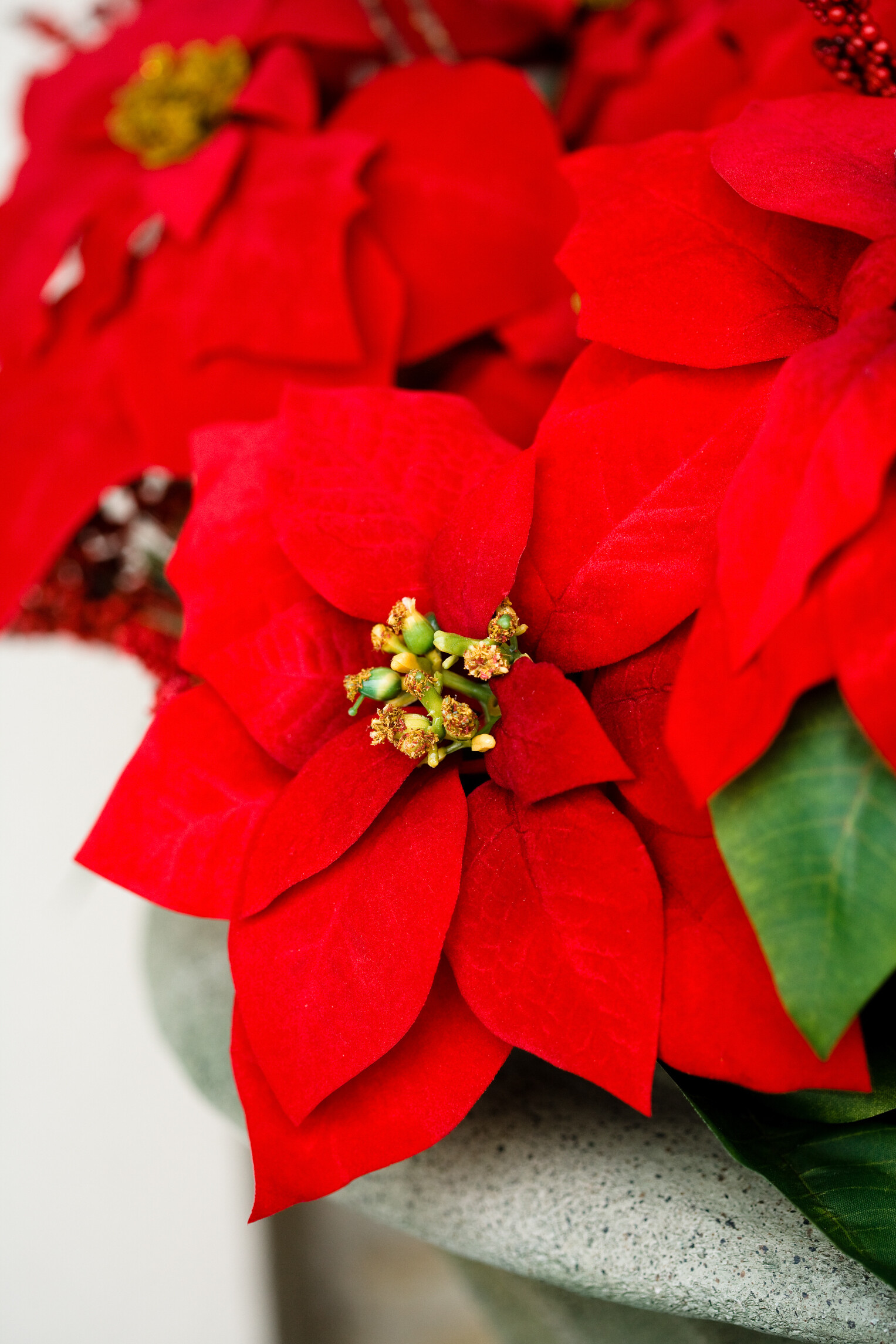 Poinsettia wallpapers, Earth HQ, 4K wallpapers, 2019, 1530x2290 HD Phone