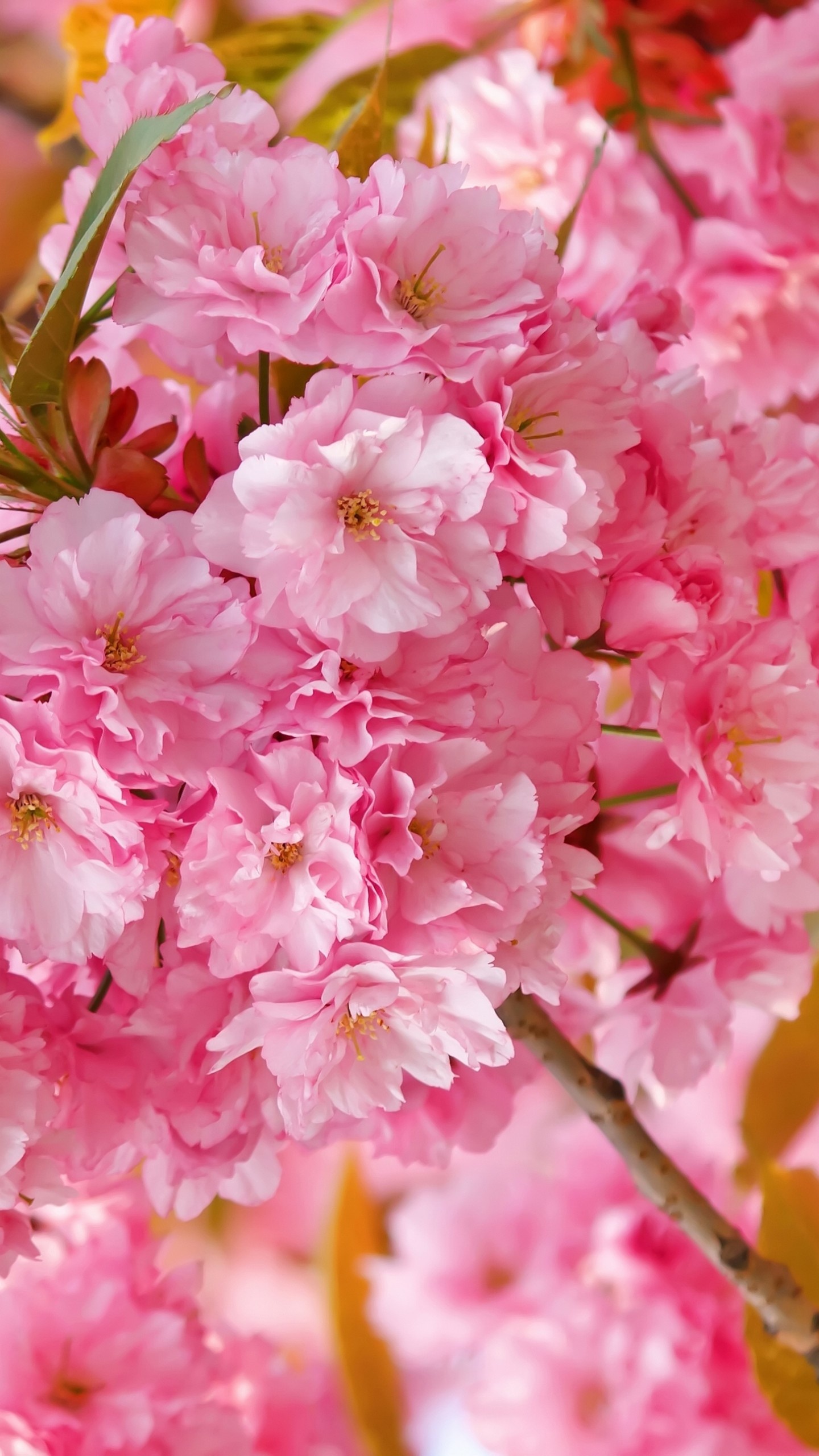 Pink Yaezakura blossoms, Double cherry blossom cluster, Blooming sakura tree branch, HD Phone wallpaper