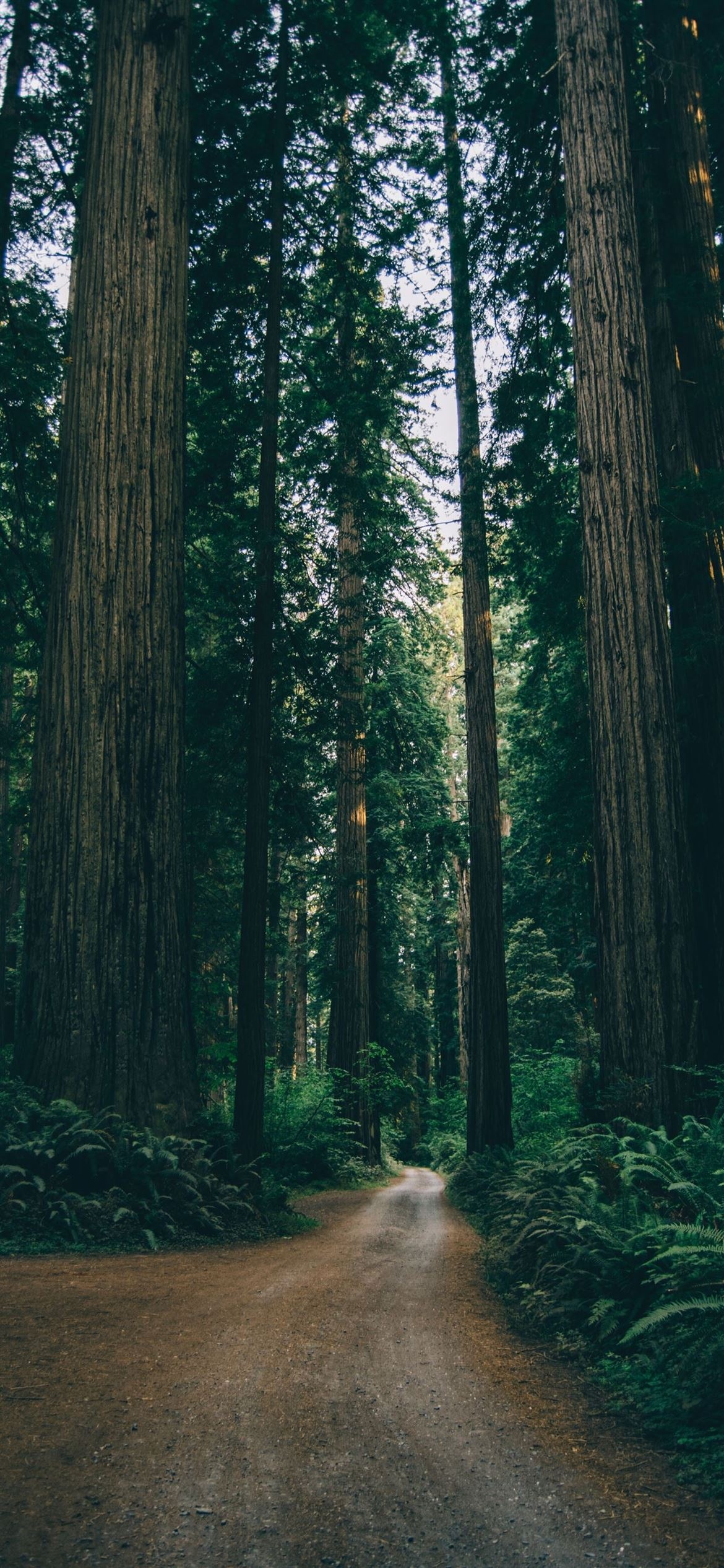 Empty dirt road, Trees lining the route, Tranquil scenery, Infinite possibilities, 1170x2540 HD Phone