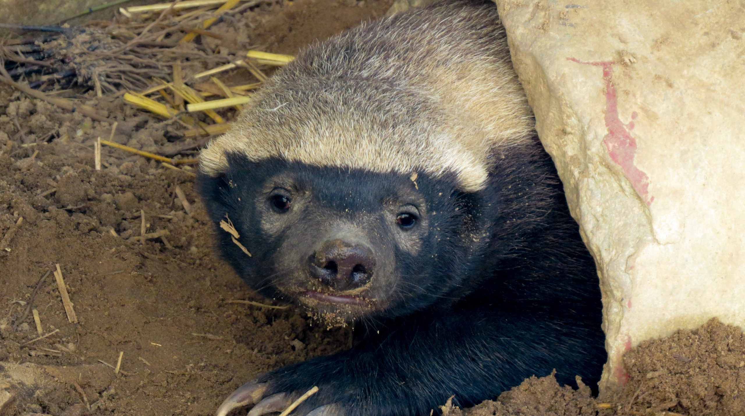Honey Badger, African adventure, Fearless creature, Sylvester, 2560x1430 HD Desktop