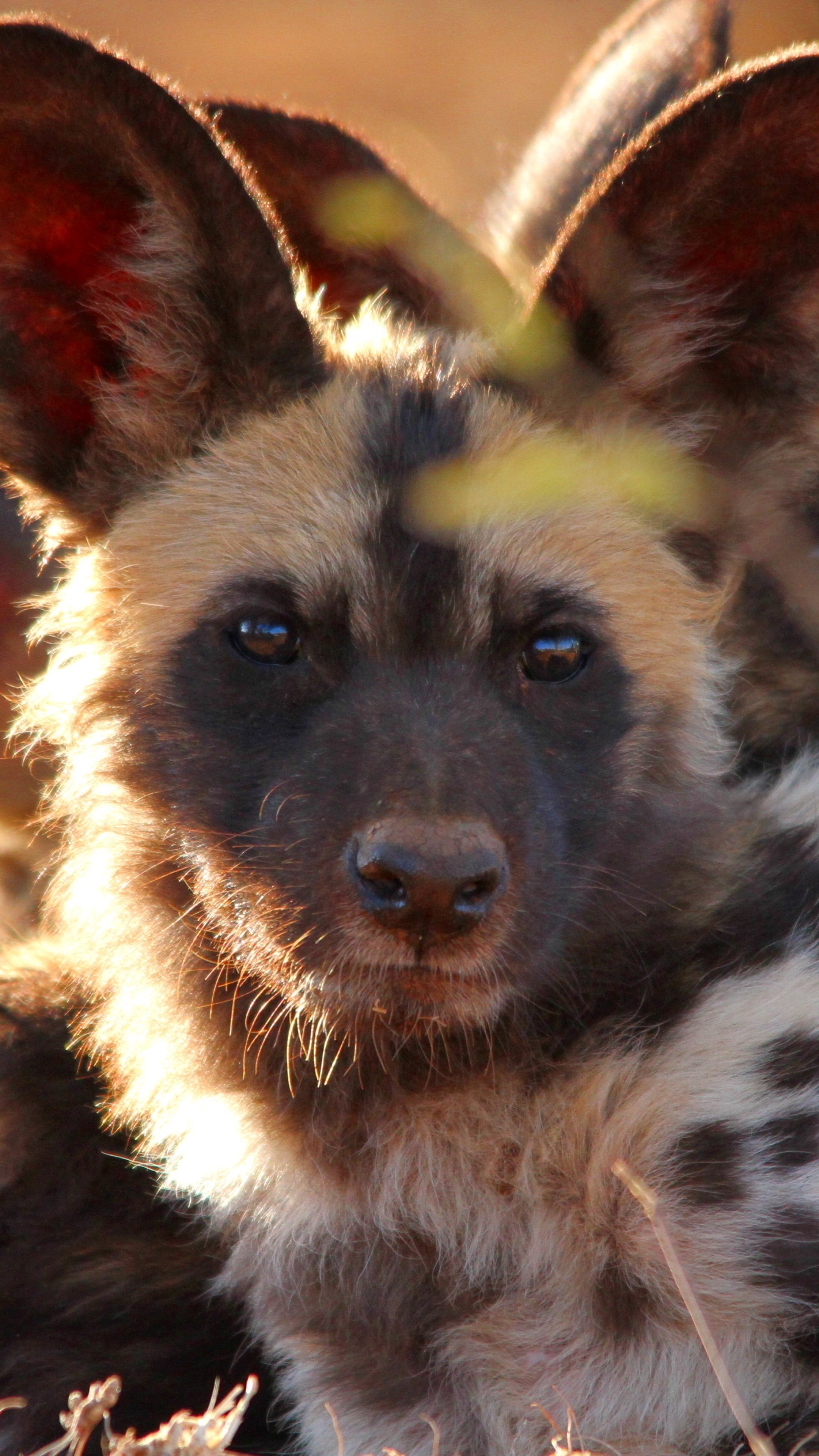 Wild dog, Intense gaze, Nature's beauty, Animal wonder, 2160x3840 4K Phone