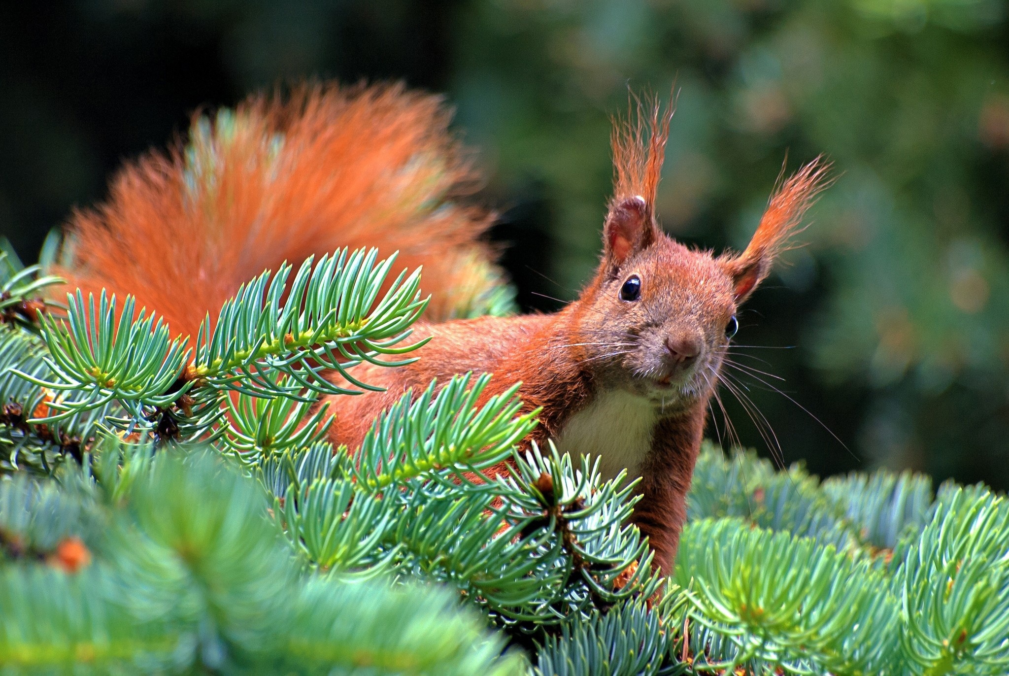 Spruce branch, Squirrel, Pine needles, Goodfon, 2050x1380 HD Desktop