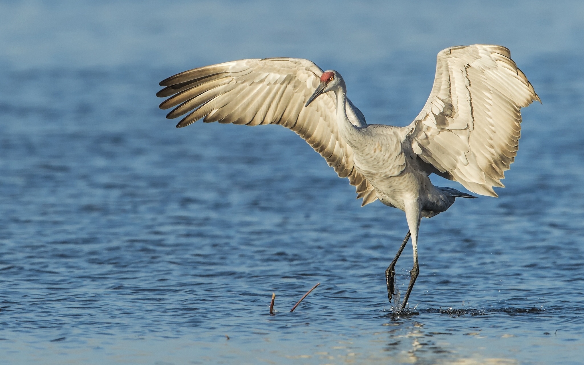 Heron bird, Sandhill crane, Wings in water, Serene wallpaper, 2050x1280 HD Desktop