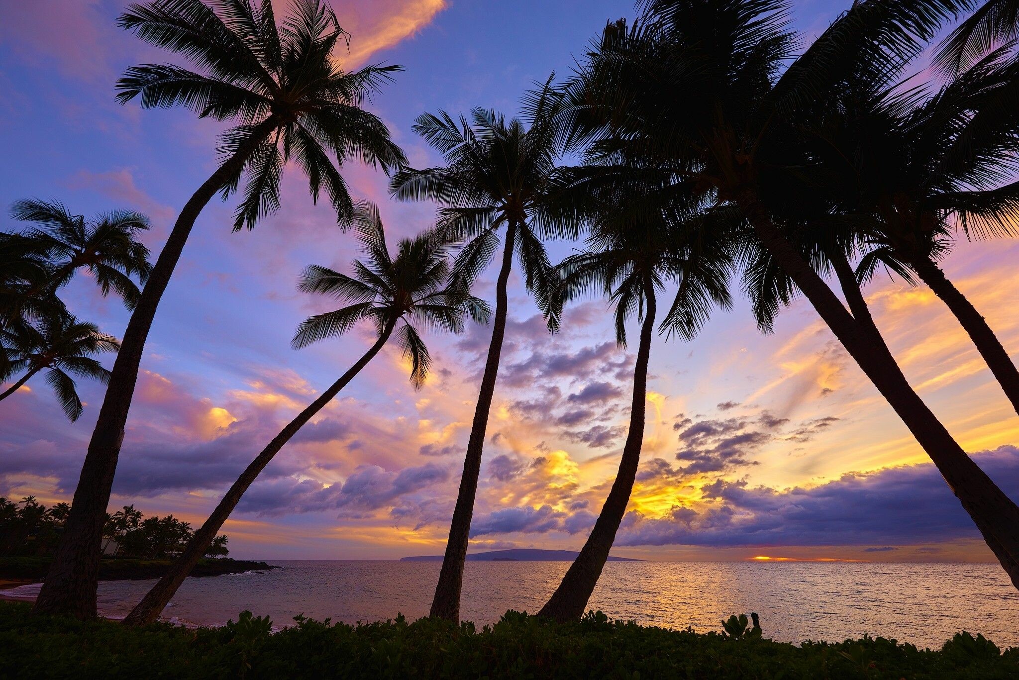 Palm trees, Ocean, Wallpaper, 2050x1370 HD Desktop