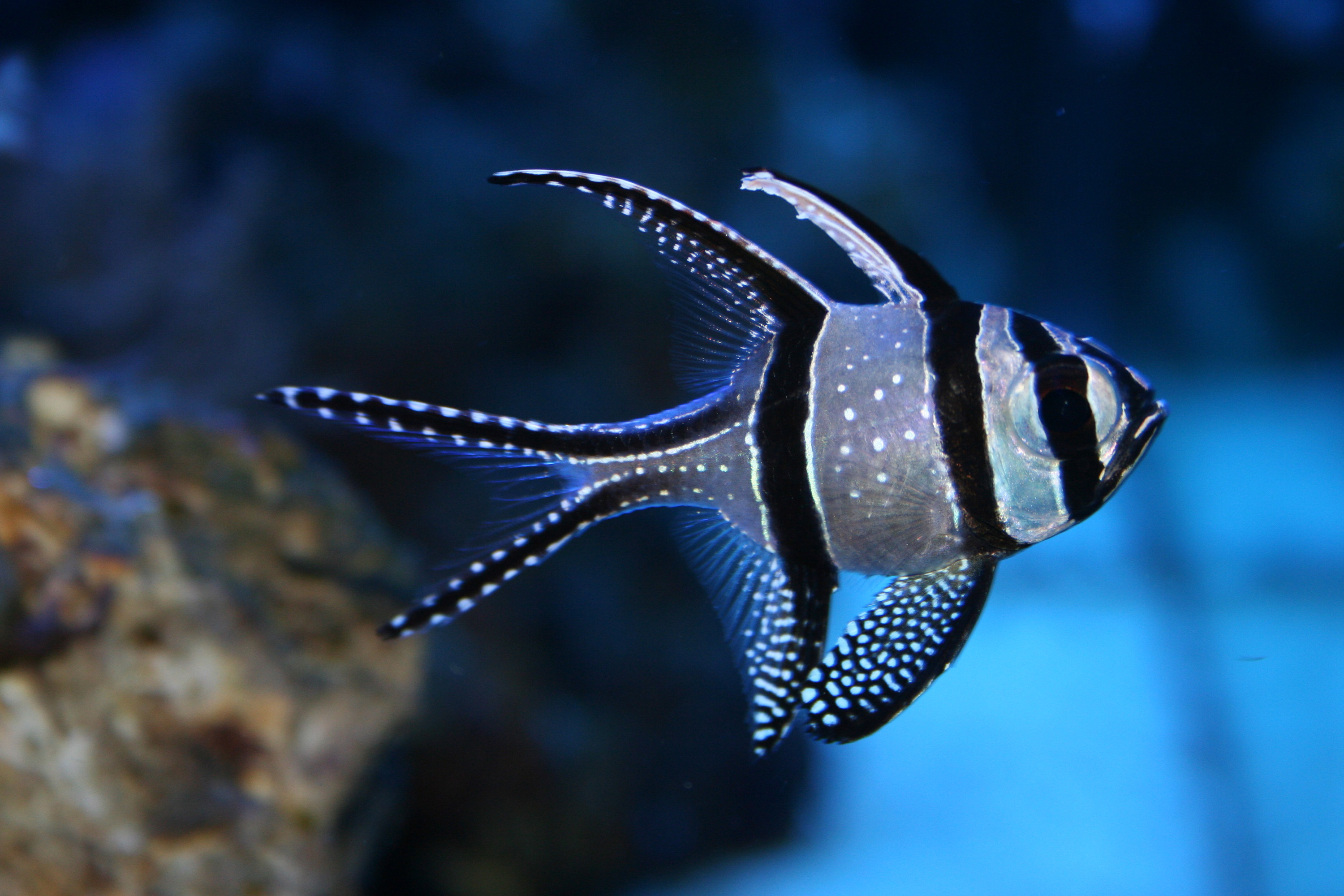 Banggai cardinalfish, White-spotted tasseled fins, Dark aquarium rockwork, HD Desktop wallpaper