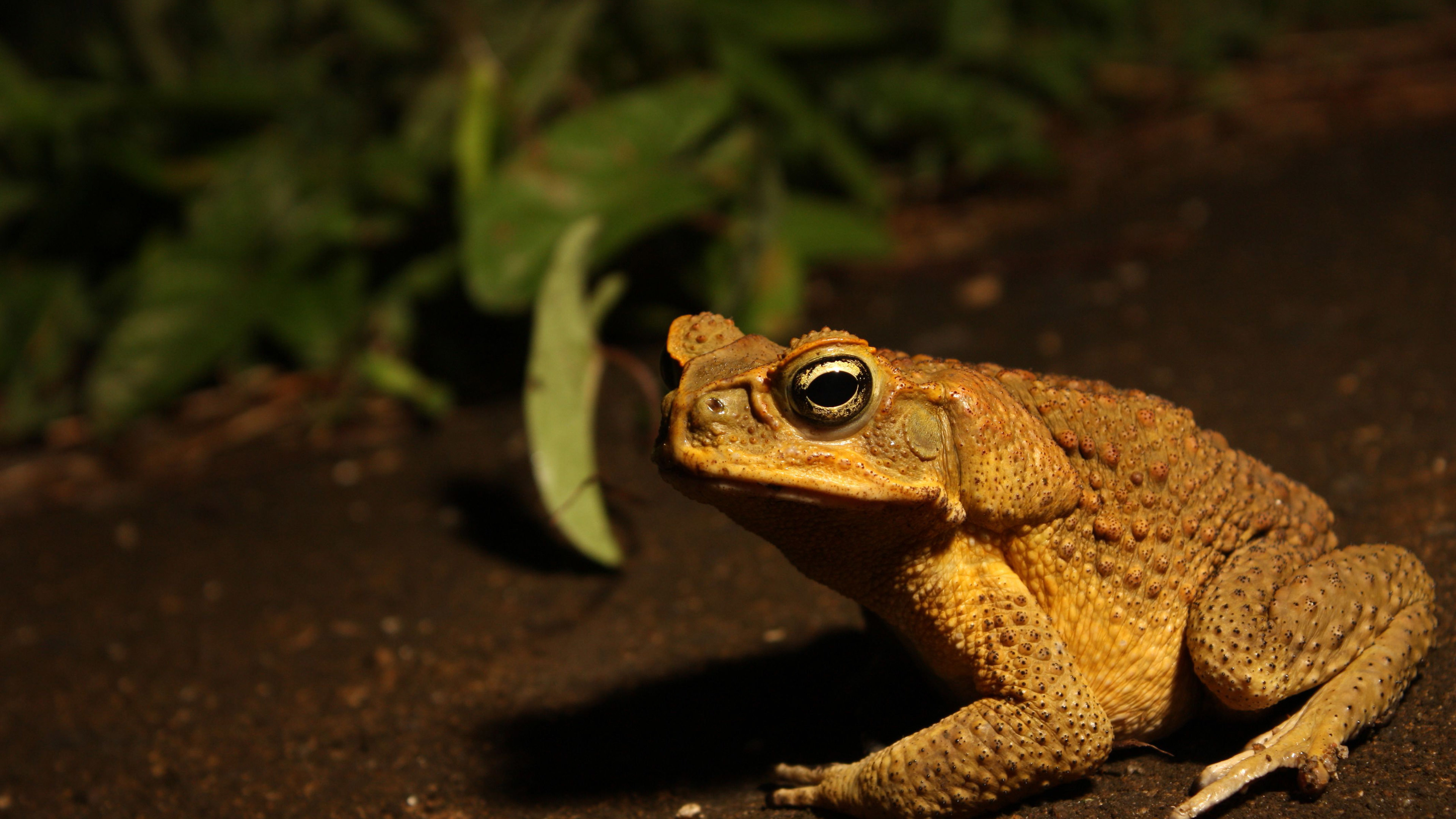 American toad, Free wallpaper, Nature's beauty, Sarah Simpson's post, 3840x2160 4K Desktop