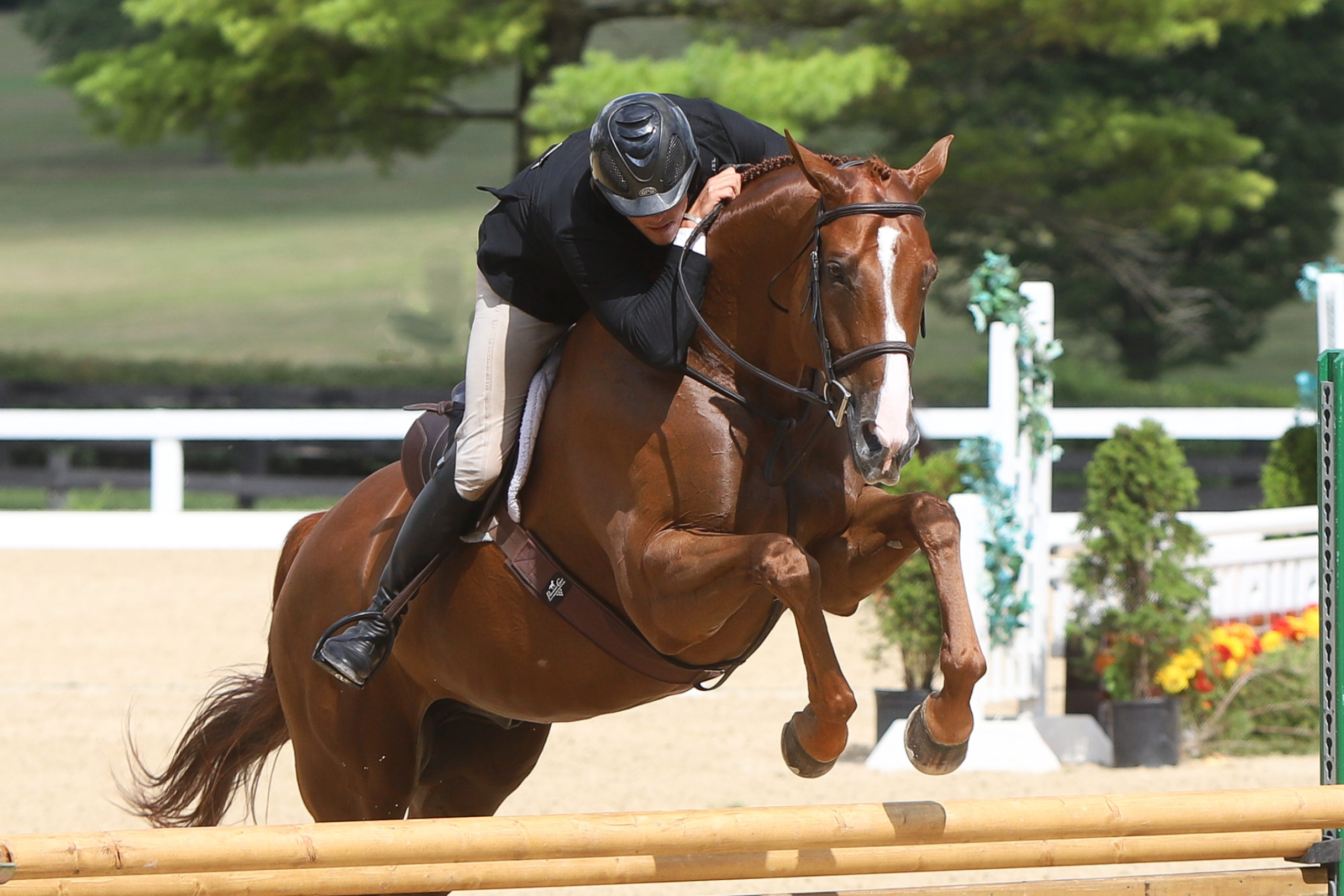 Kentucky Horse Park, Travels, Blue in take2, Thoroughbred hunters, 2560x1710 HD Desktop