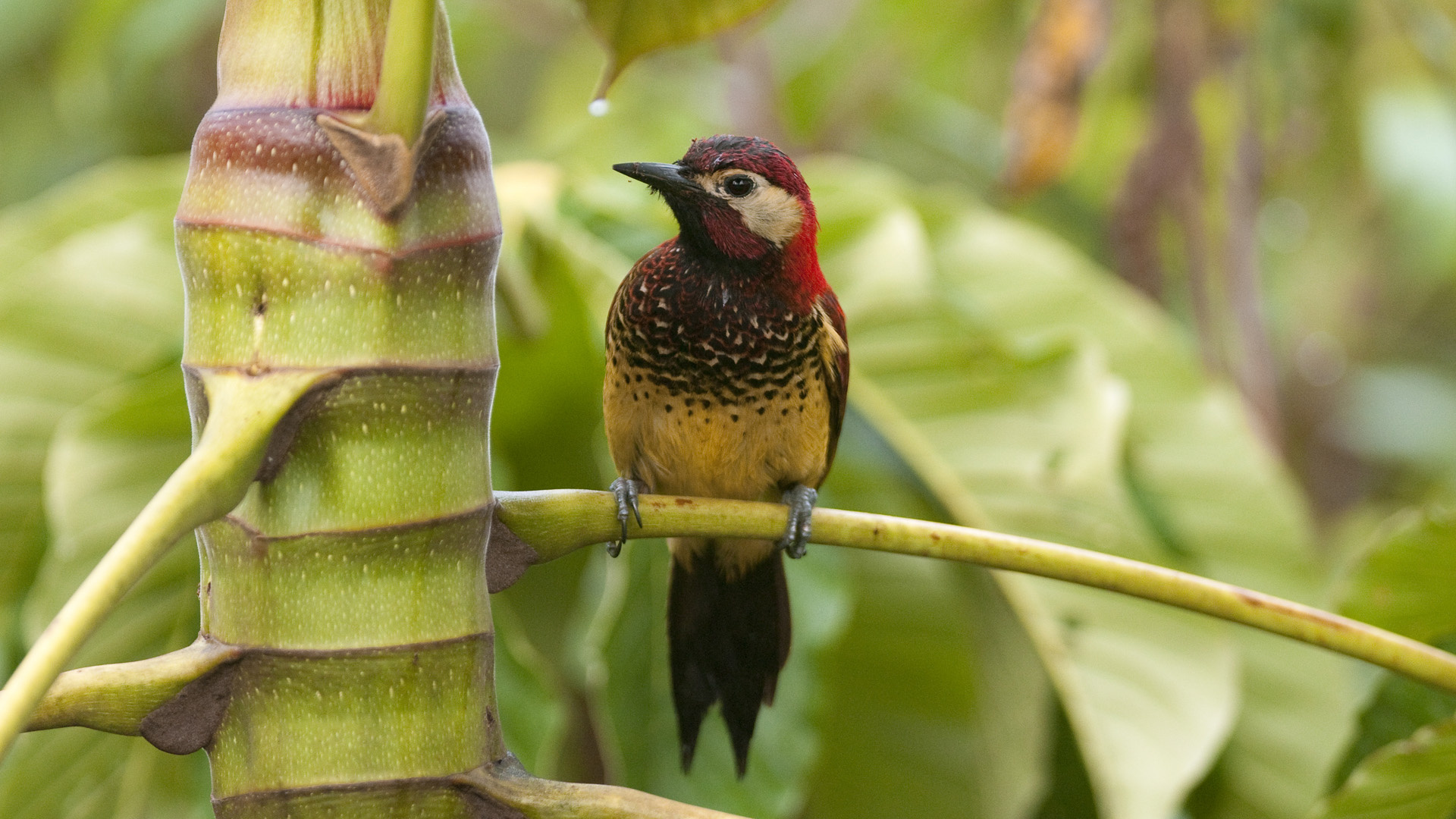 Fantastic woodpecker wallpaper, Nature's magic, Bird's elegance, Breathtaking image, 1920x1080 Full HD Desktop