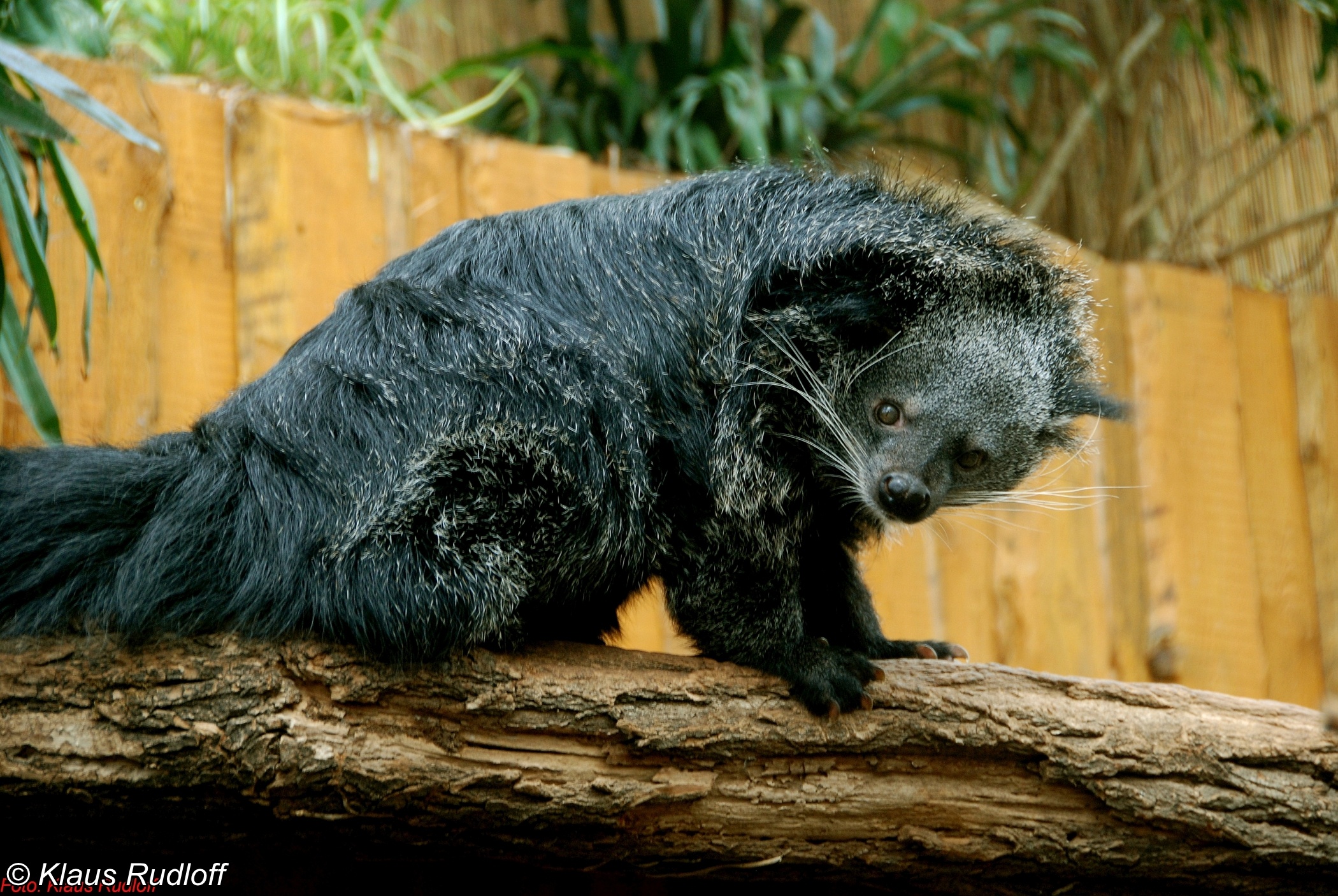 Binturong species, Remarkable arctictis binturong, Endangered status, Mysterious mammal, 2100x1410 HD Desktop